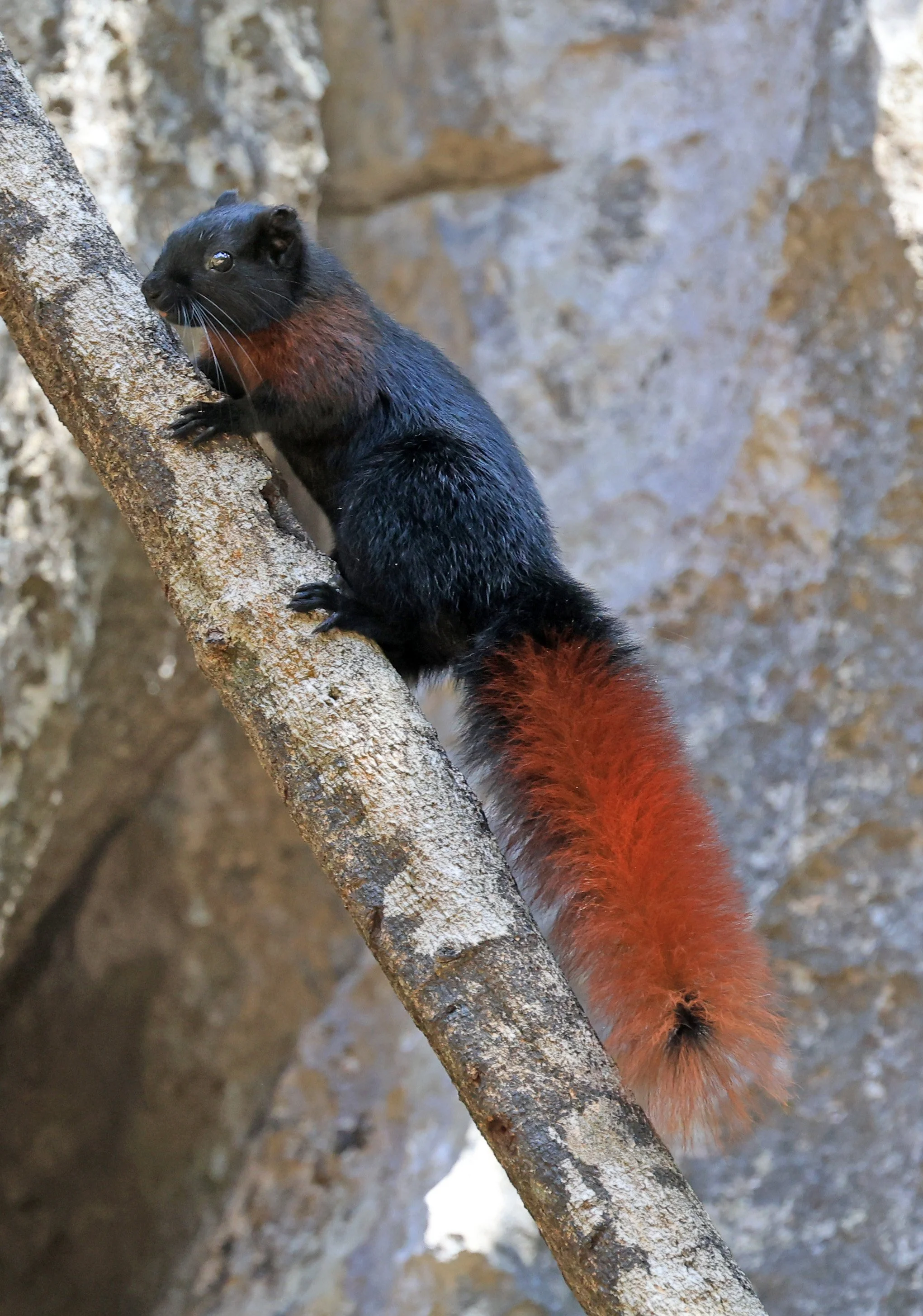 Variable Squirrel (Callosciurus finlaysonii ferrugineus) Kong Lor Cave (Tham Kong Lo), Khammouane Province, Laos (6).jpg