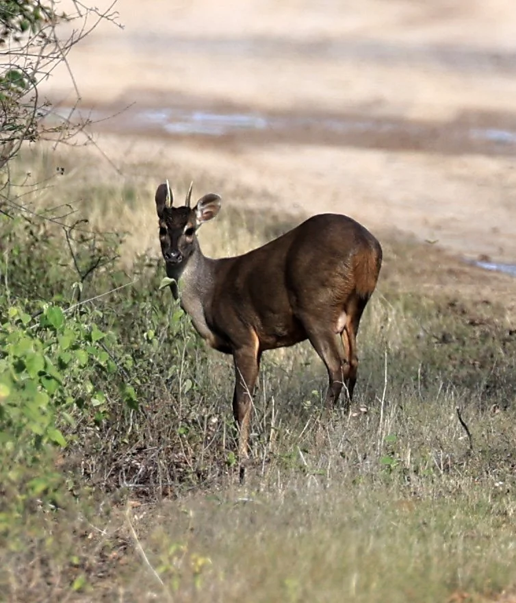 Southern Brown Brocket (Subulo gouazoubira) Selva Serena Natural Reserve (5).jpg