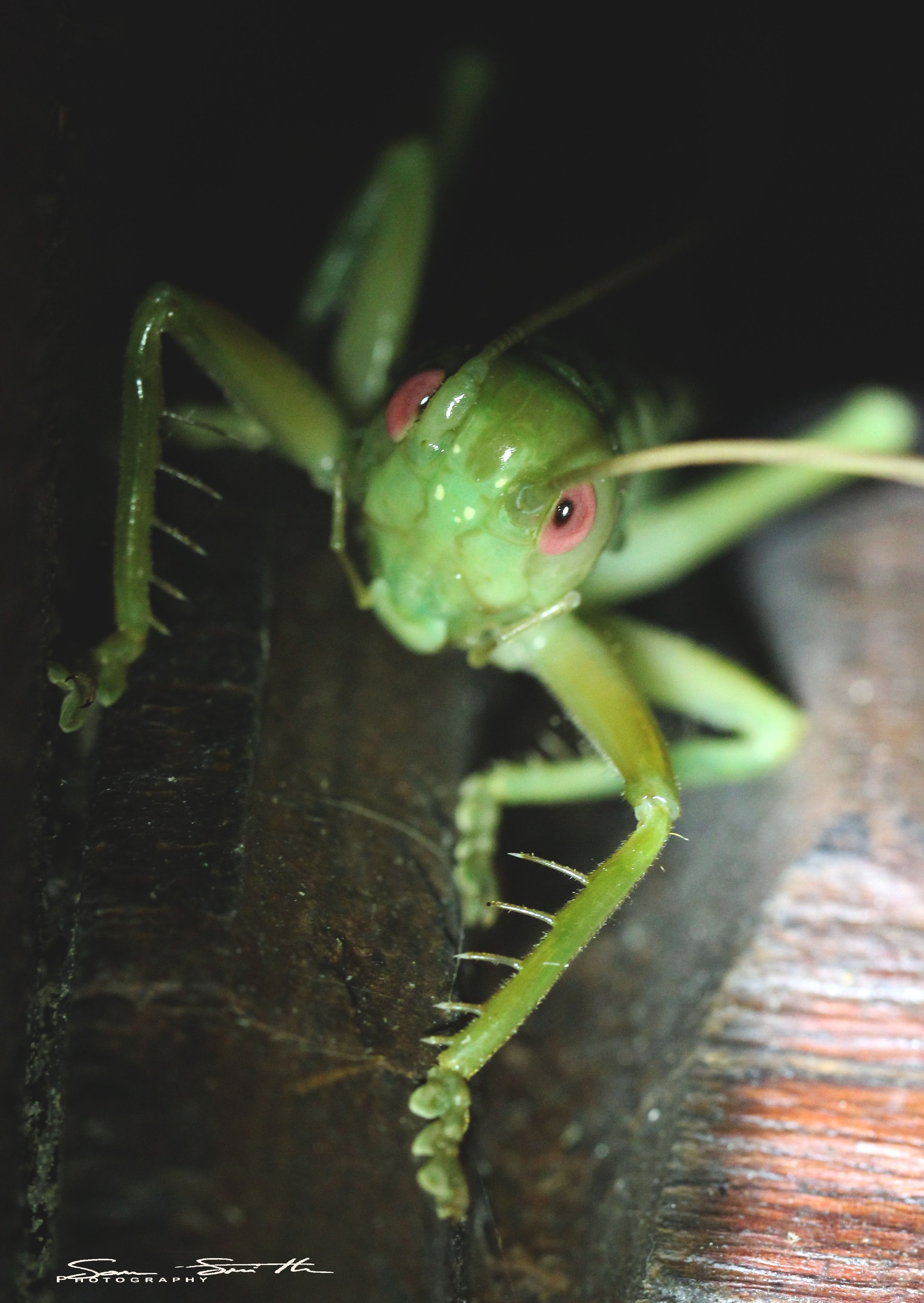 Gryllidae - Species 1 - Koh Lanta, Thailand (14).JPG