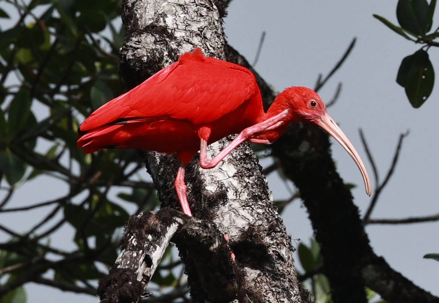 Scarlet Ibis (Eudocimus ruber) Superagüi National Park