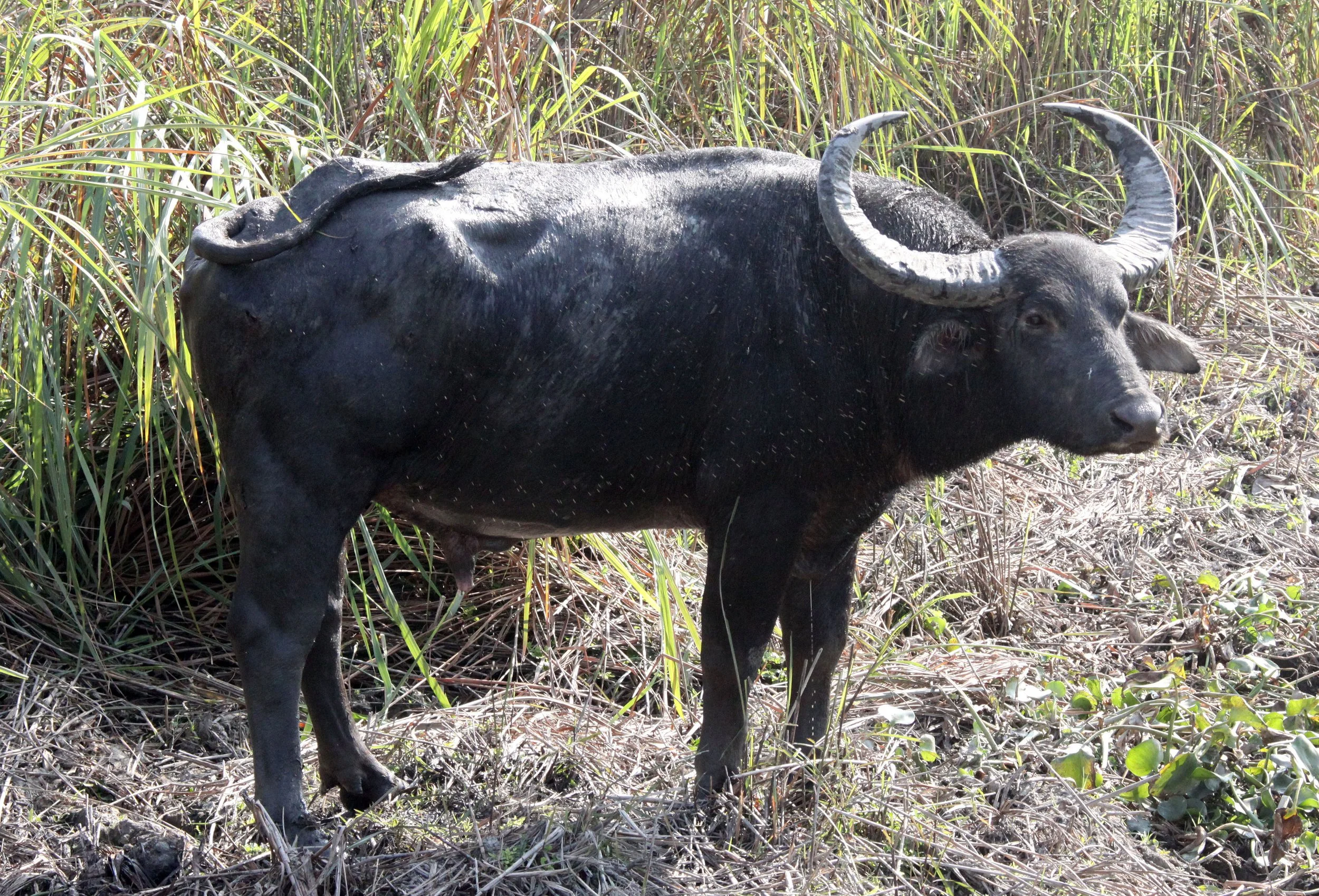 Genus Bubalus Water Buffalo — Coke Smith Wildlife