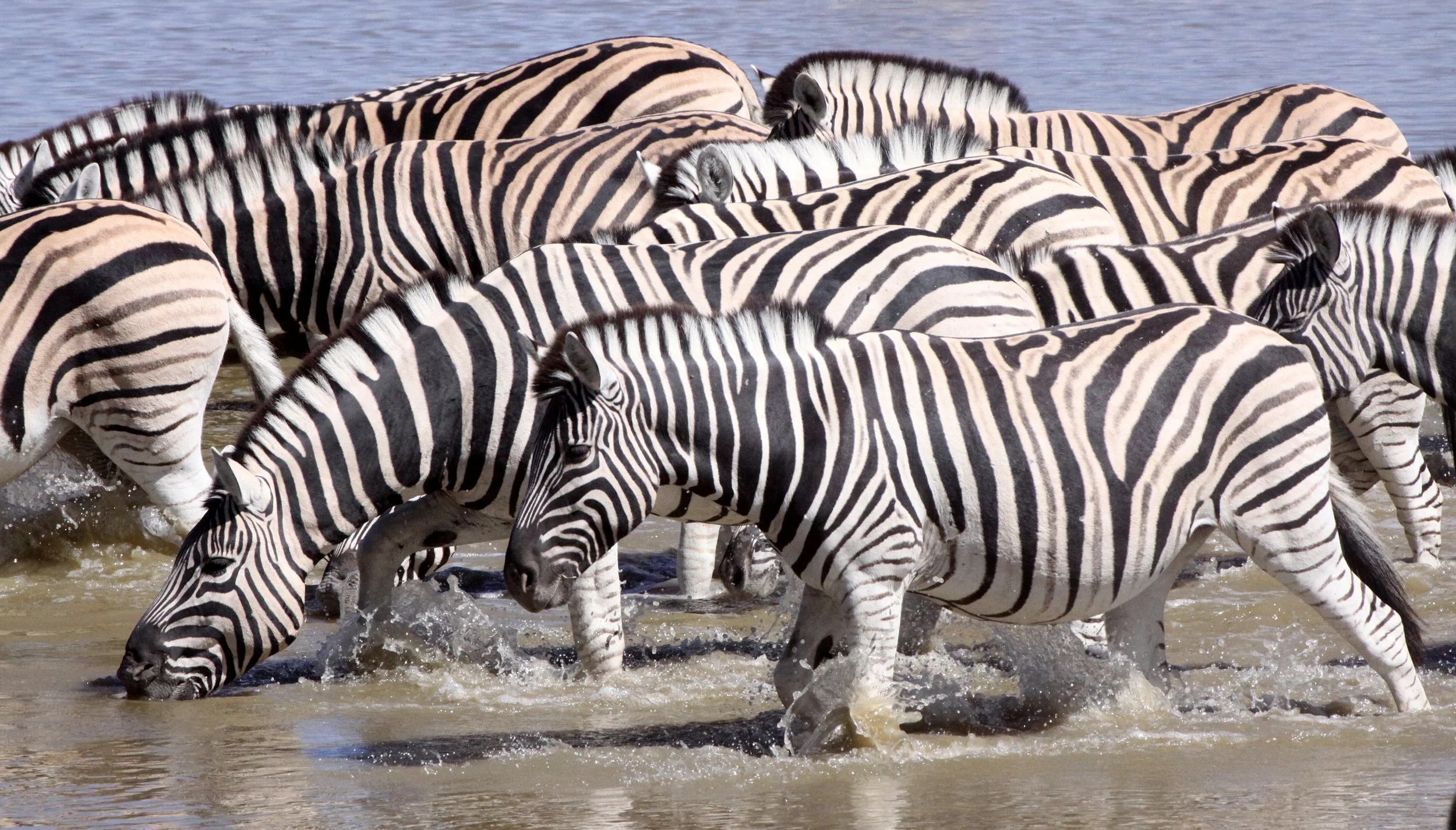 Equus quagga burchellii - BURCHELL'S (DAMARALAND) - BURCHELL'S ZEBRA - ETOSHA NATIONAL PARK NAMIBIA (22).JPG