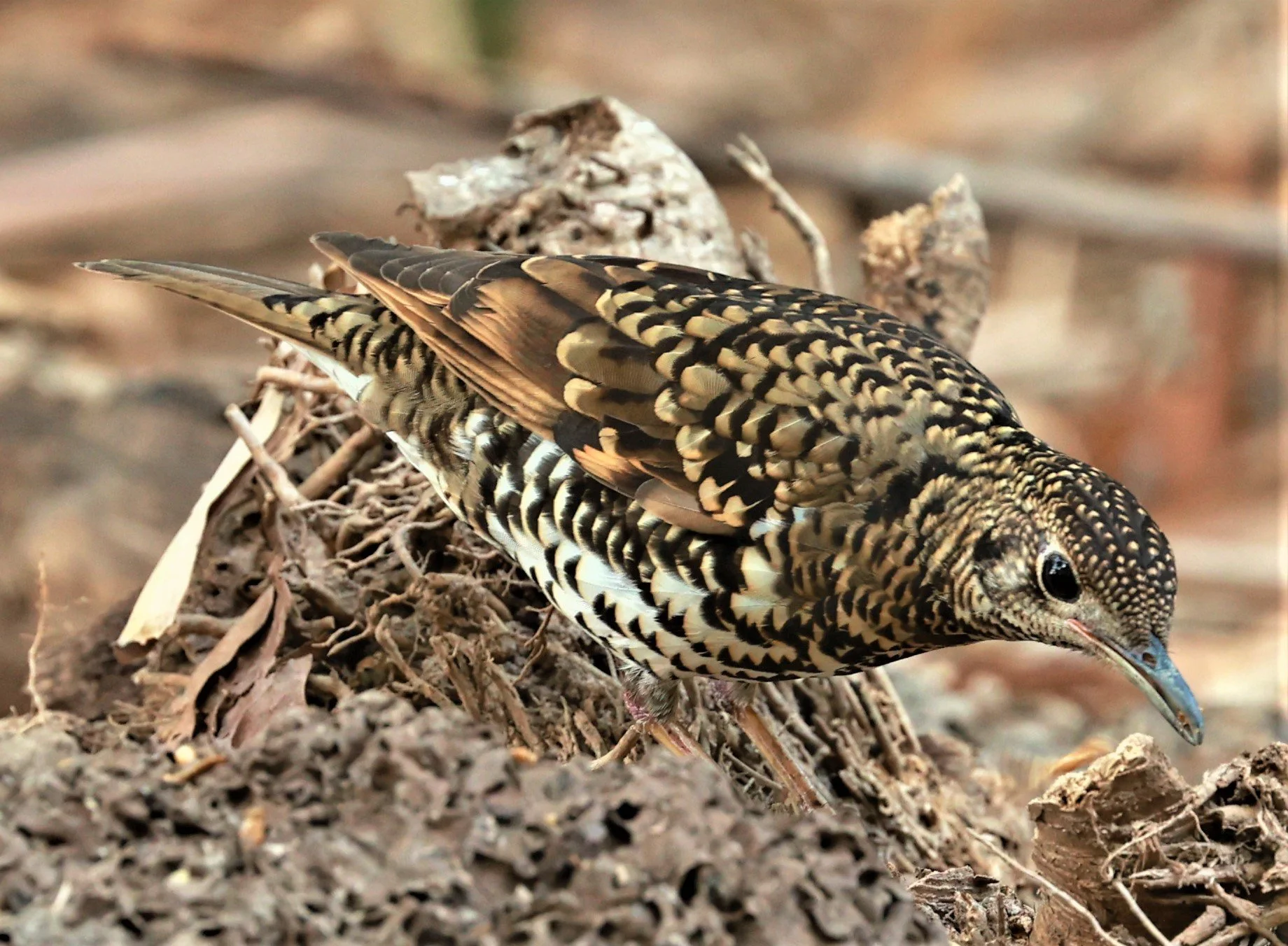 White's Thrush (Zoothera aurea) Putthamonthon Park Nakhon Pathom Thailand (201).jpg