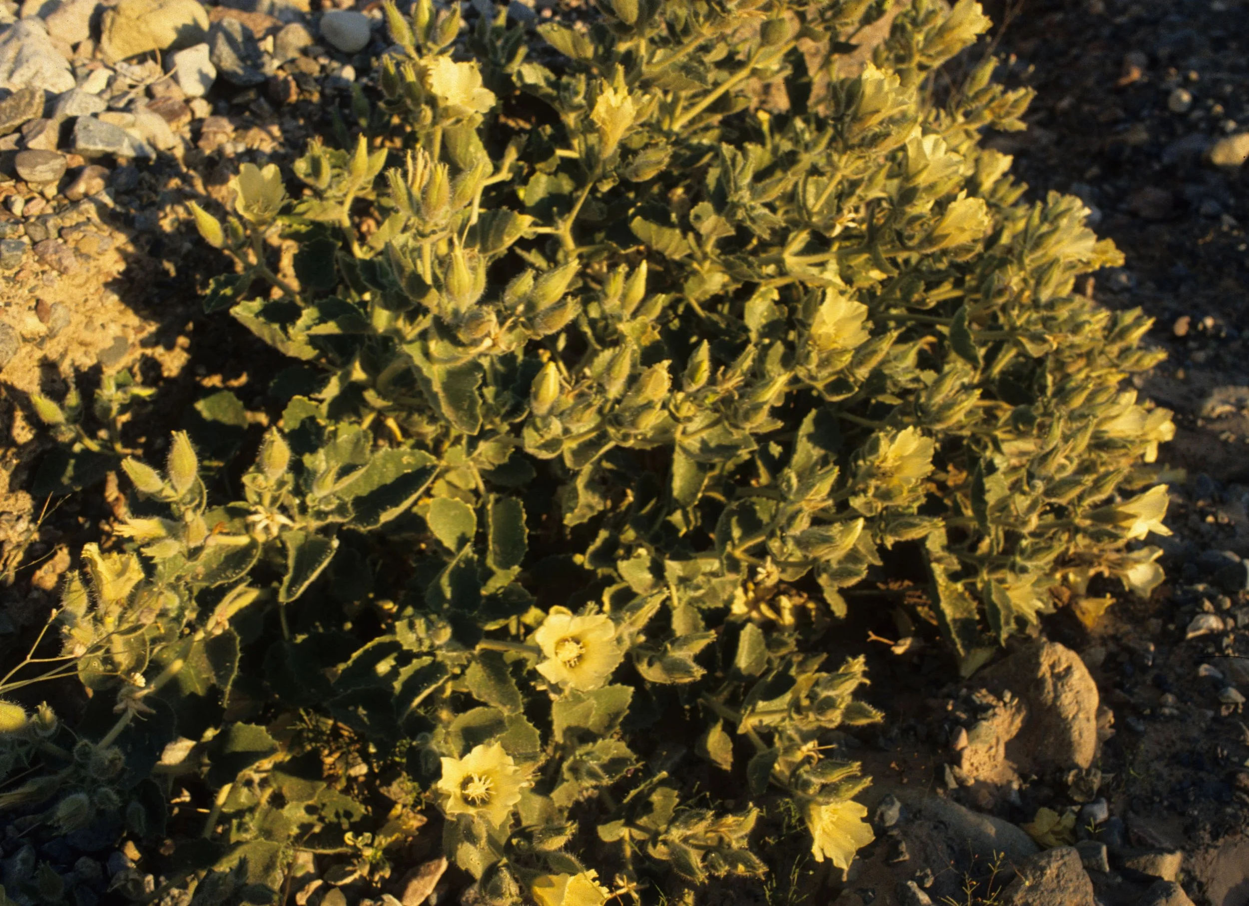 DEATH VALLEY - EUCNIDE URENS - STINGBUSH.jpg