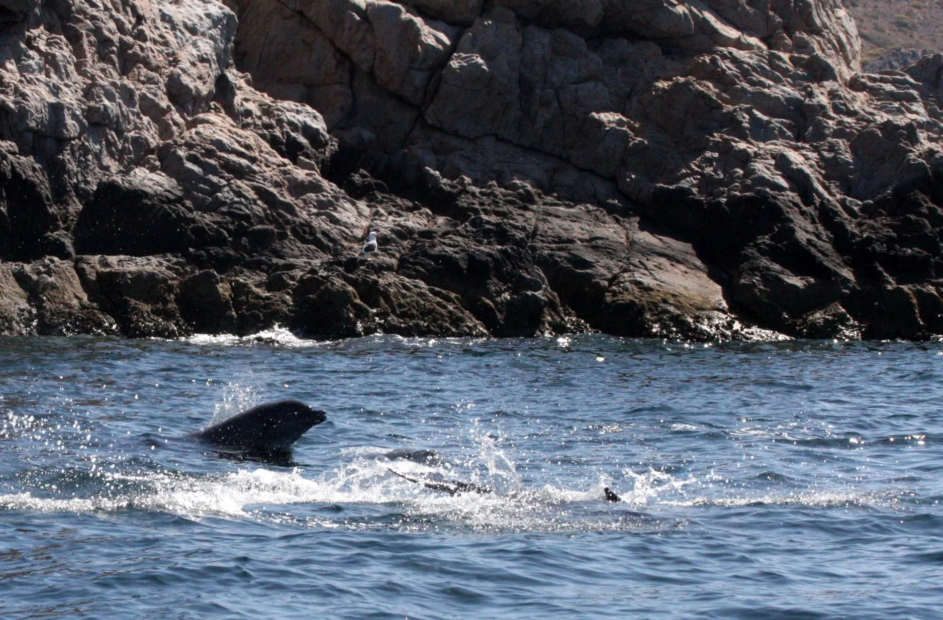 CETACEAN - DOLPHIN -BOTTLENOSE DOLPHINS - ISLA SANTA CATALINA BAJA MEXICO (4).JPG
