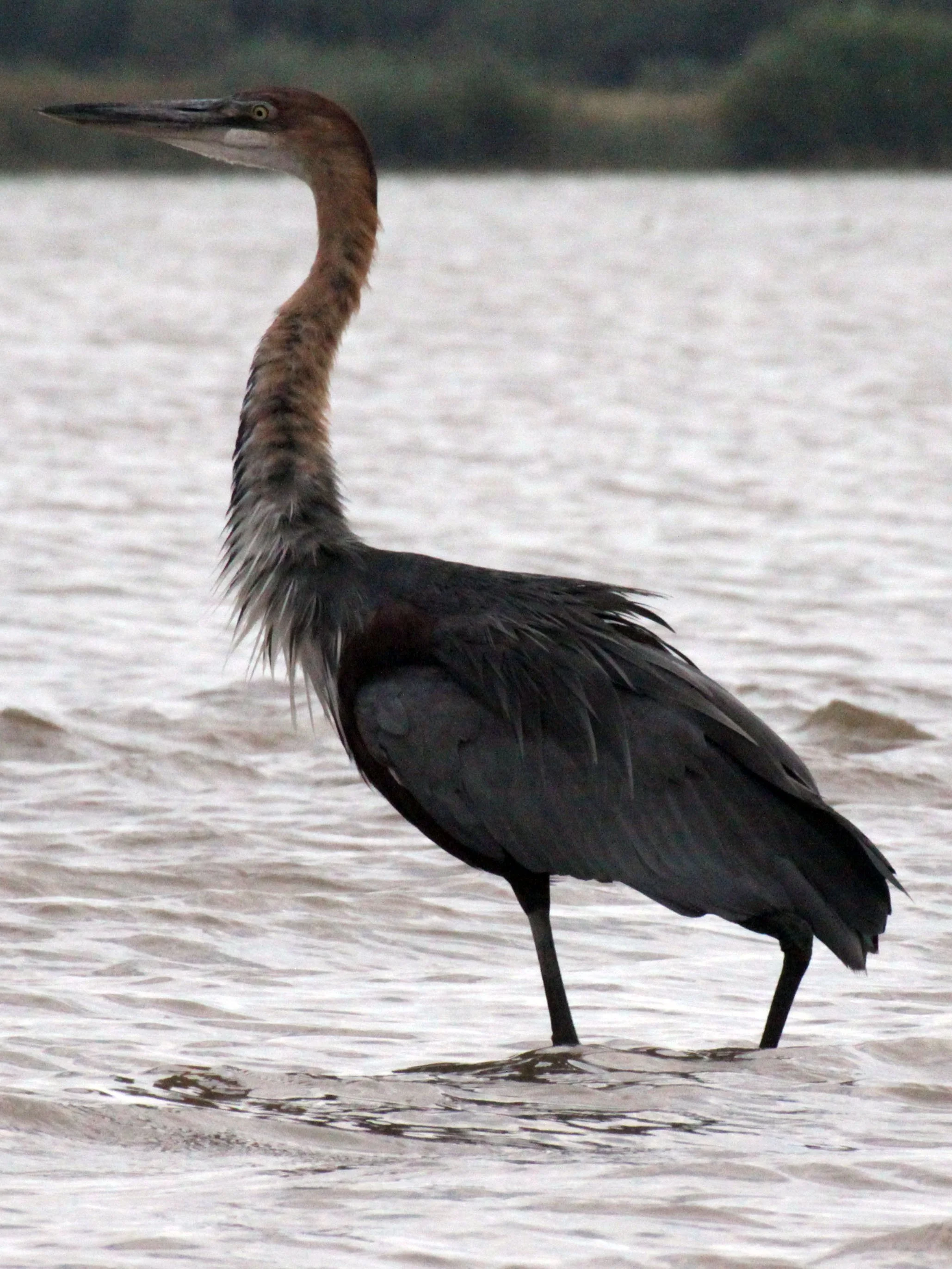 HERON - GOLIATH HERON - Ardea goliath - NECH SAR NATIONAL PARK ETHIOPIA (9).JPG