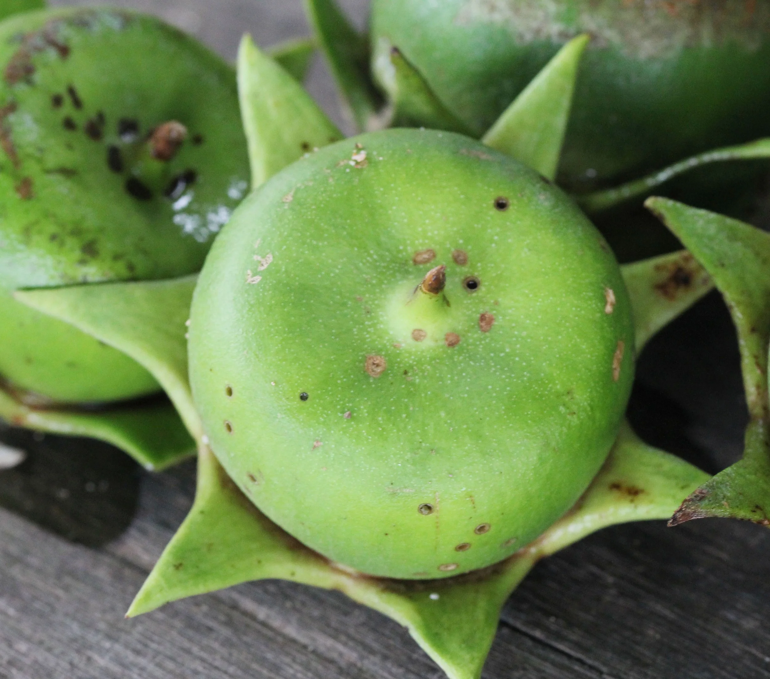 2015 Koh Lanta October Break Trip  (116).JPG