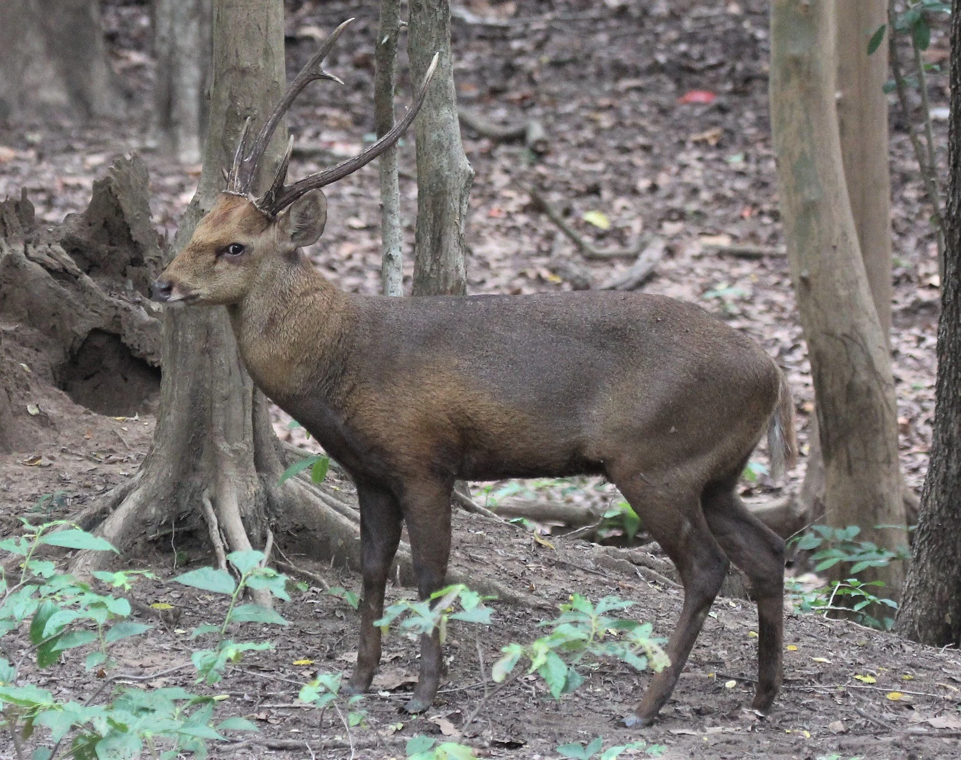 Hyelaphus annamiticus - INDOCHINESE HOG DEER - DOI SUTHEP WILDLIFE CENTER CHIANG MAI THAILAND - CONFIRM NOT INDIAN (8).jpg