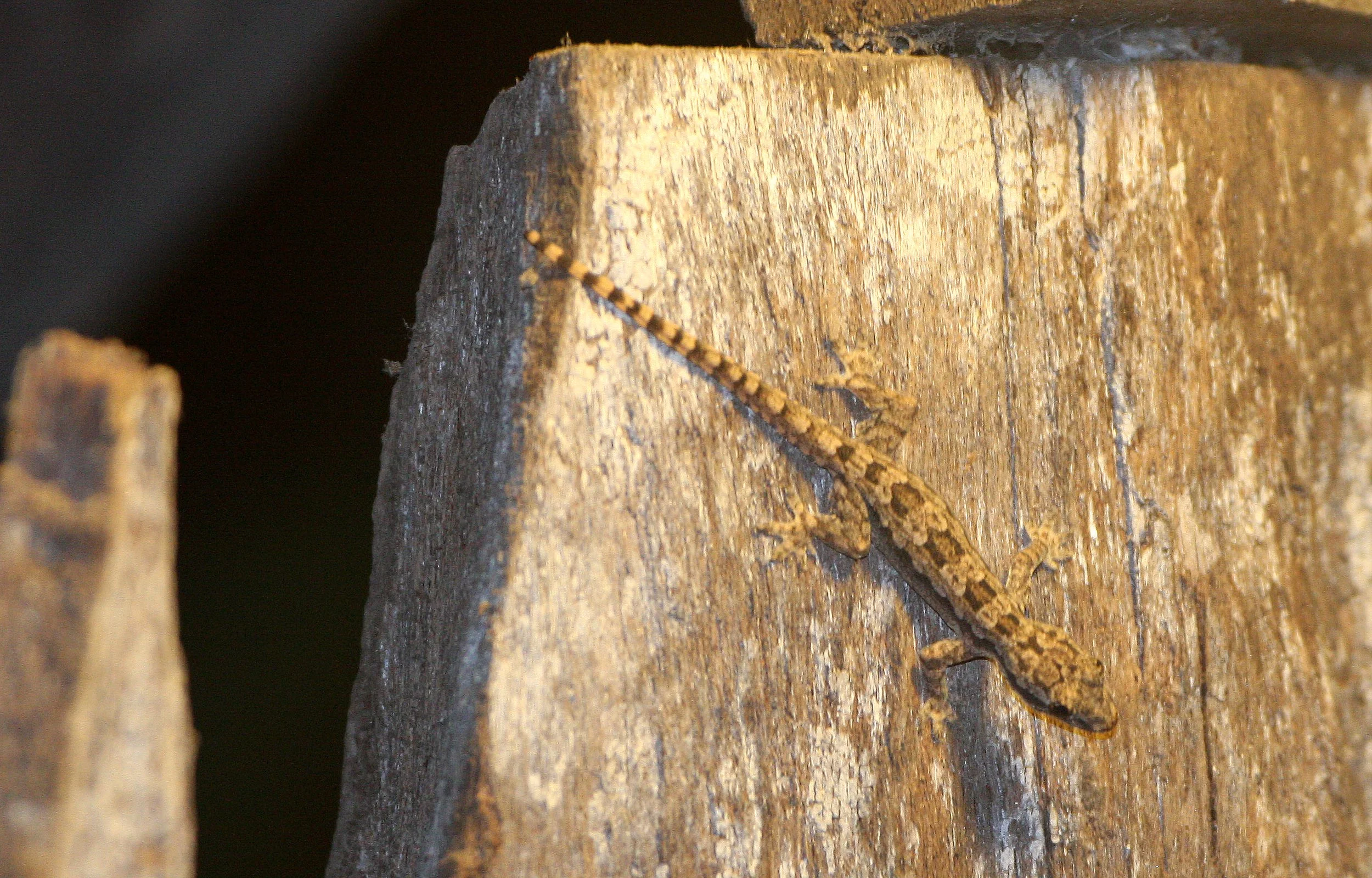 Gekko palmatus - PALMATED GECKO - KRUNG CHIN NP THAILAND  (2).JPG