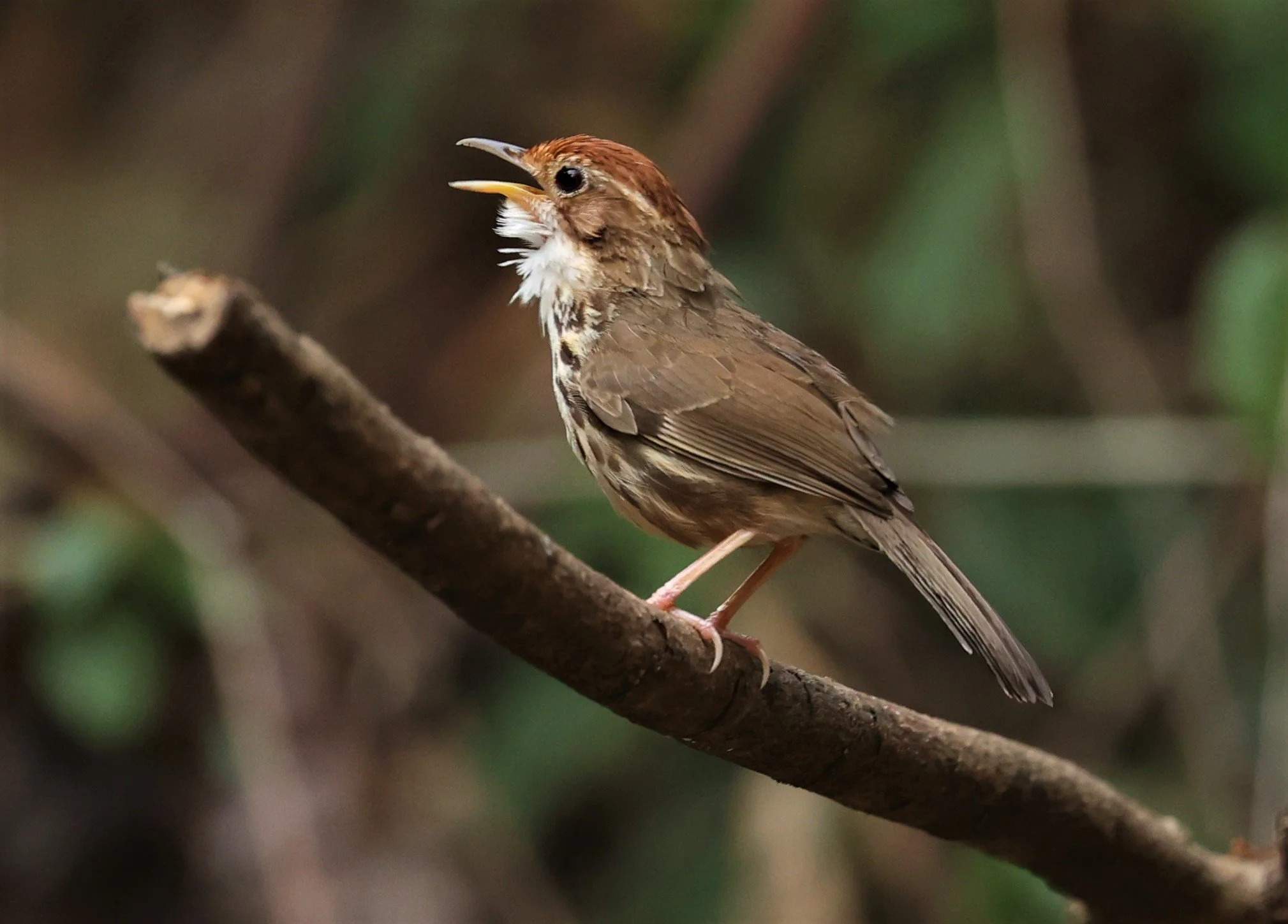 BABBLER - PUFF-THROATED BABBLER - Pellorneum ruficeps - SRI SATCHANALAI NP MANAO WATERHOLE MAY 1 2022 (9).jpg