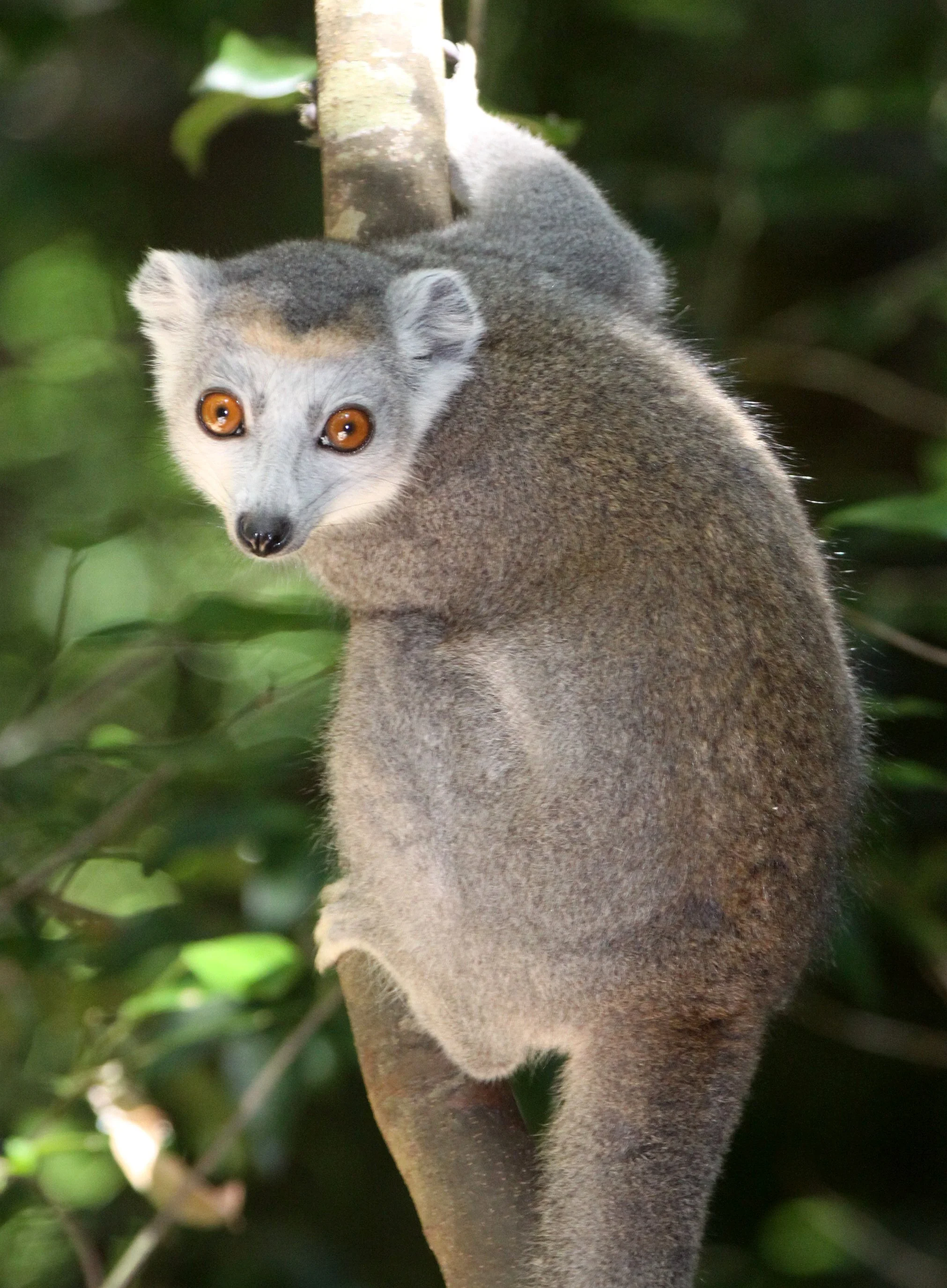 LEMURIDAE - Eulemur coronatus - CROWNED LEMUR - ANKARANA NATIONAL PARK MADAGASCAR (24).JPG