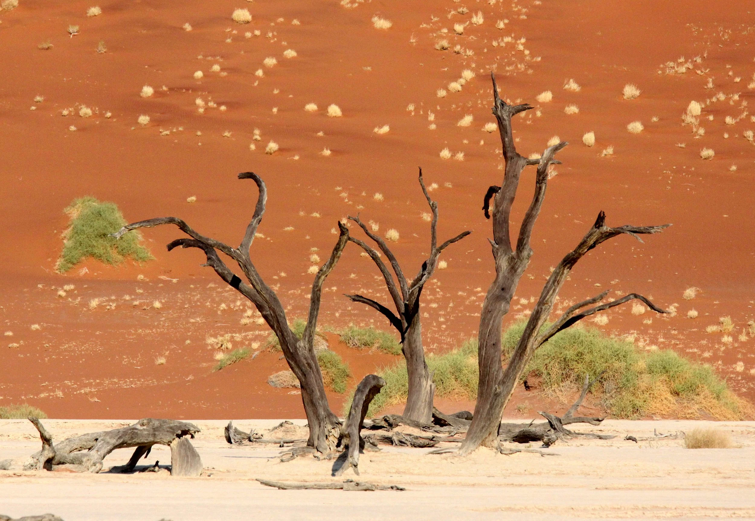 SOSSUSVLEI, NAMIB NAUKLUFT NATIONAL PARK, NAMIBIA - DEAD VLEI (65).JPG