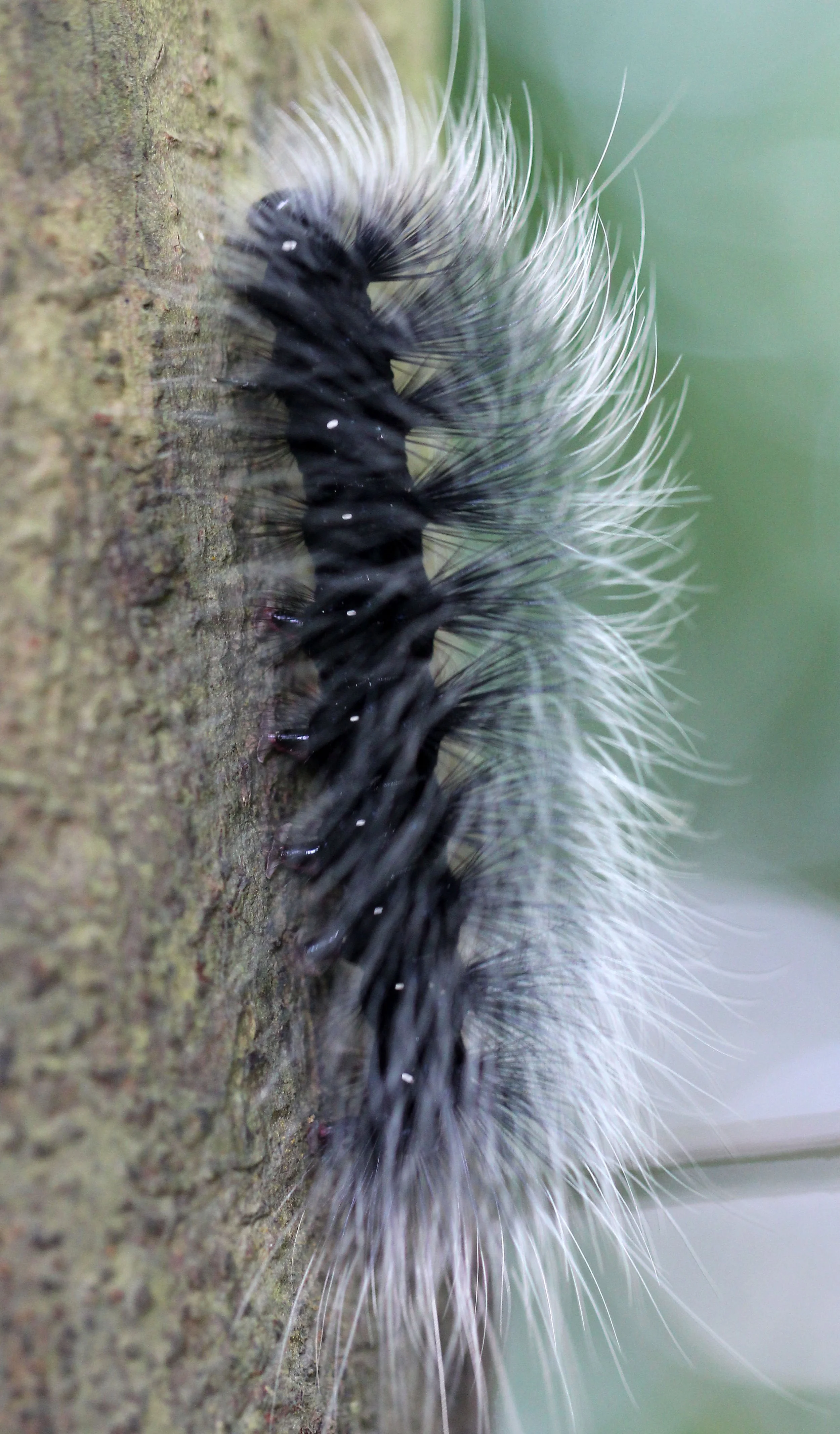 KOH LANTA JULY 2016KOH LANTA JULY 2016_9277.JPG