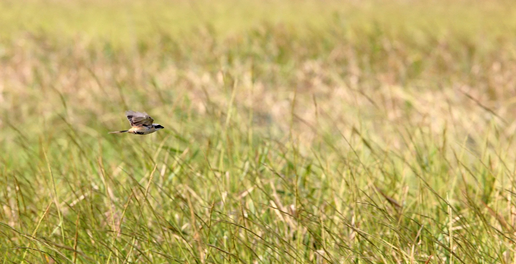 Chinese Grey Shrike (Lanius sphenocercus) Yancheng China (4).JPG