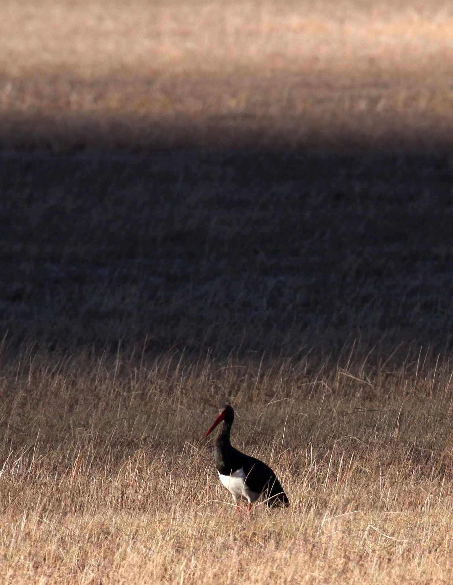 STORK - BLACK STORK - Ciconia nigra - NAPAHAI WETLANDS YUNNAN CHINA (1).JPG