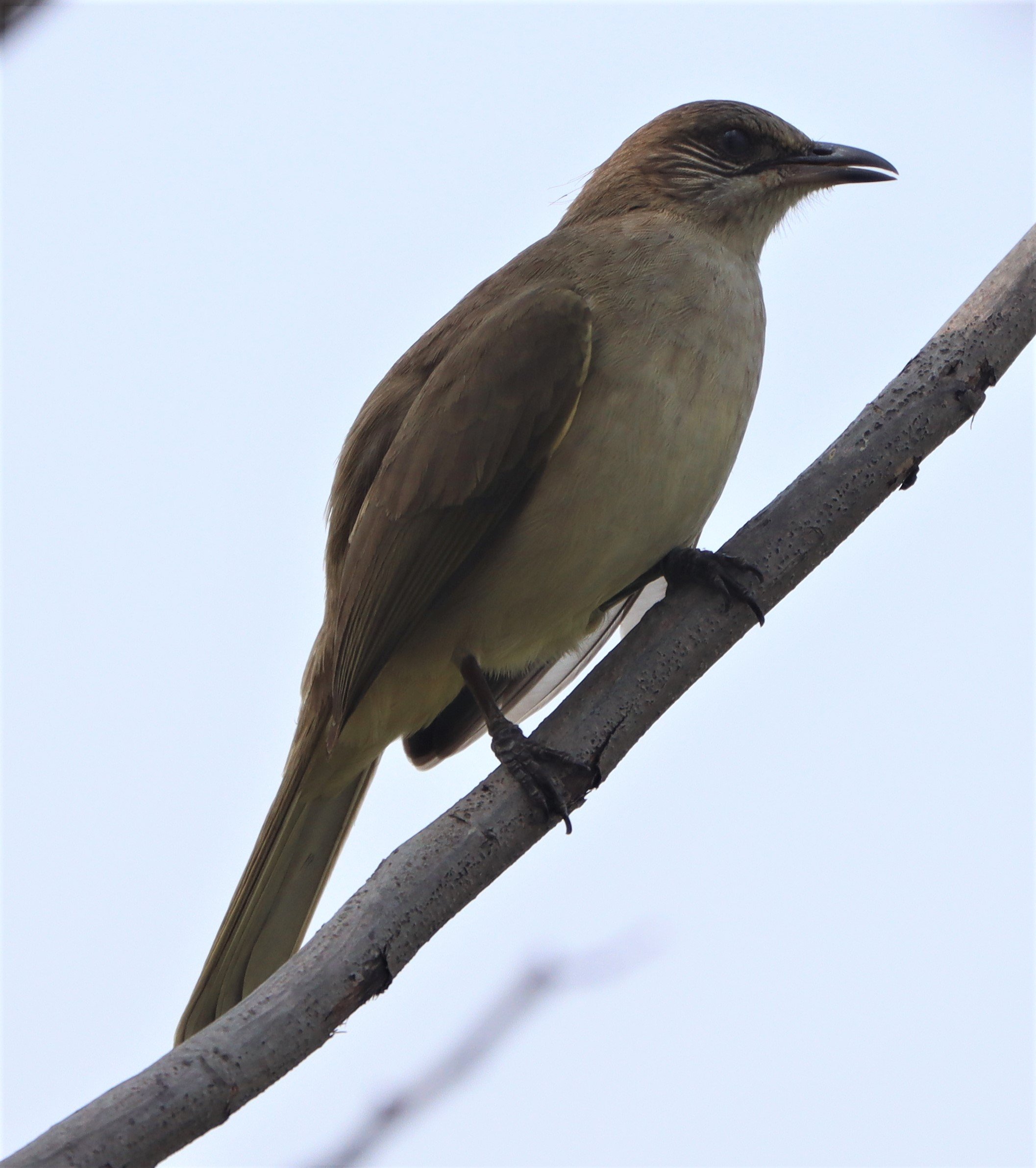 BULBUL - STREAK-EARED BULBUL - Pycnonotus blanfordi - LAT KRABANG WETLANDS NEAR BKK (14).jpg