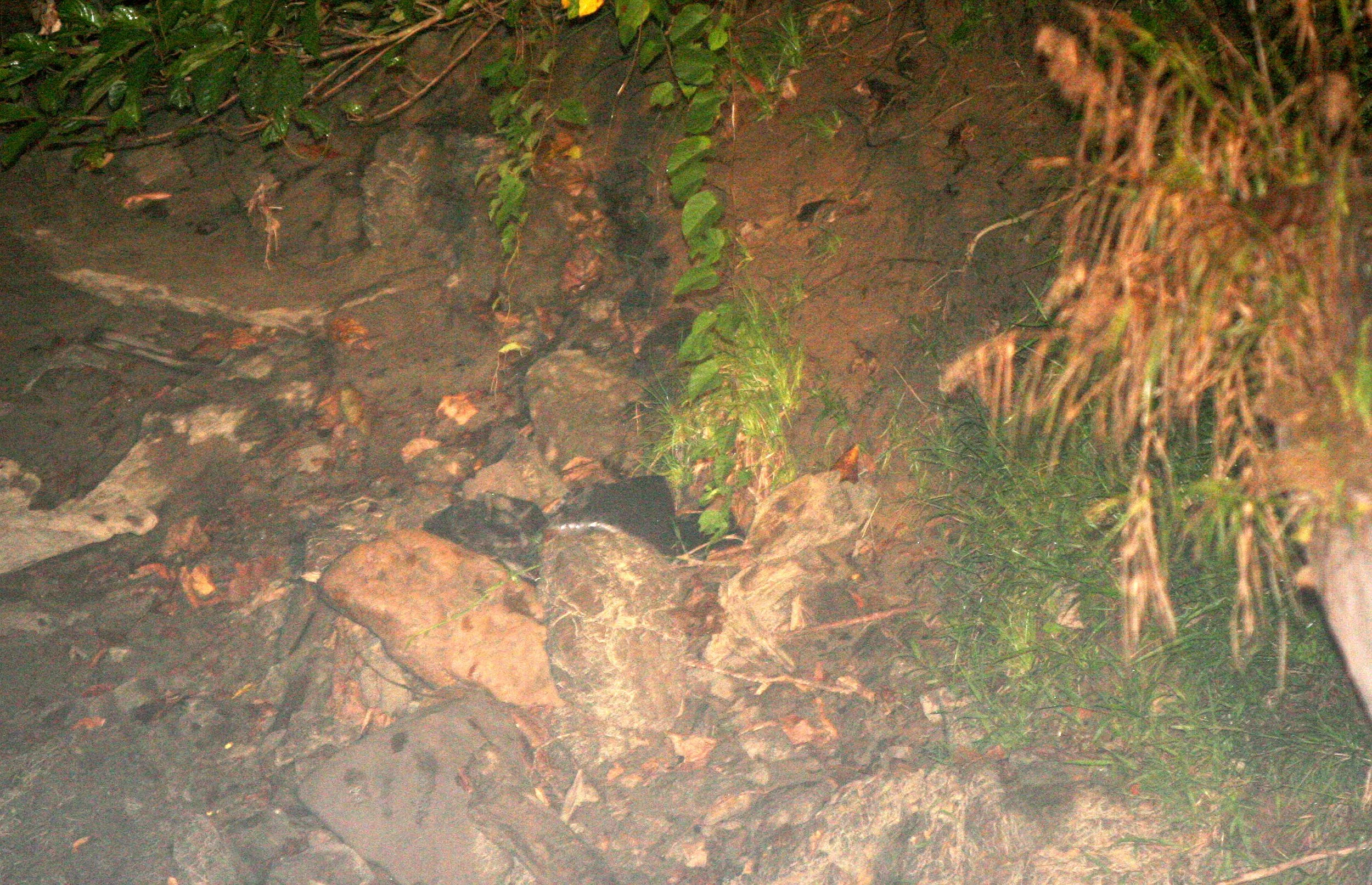 DANUM VALLEY BORNEO - FALSE PYTHON.JPG
