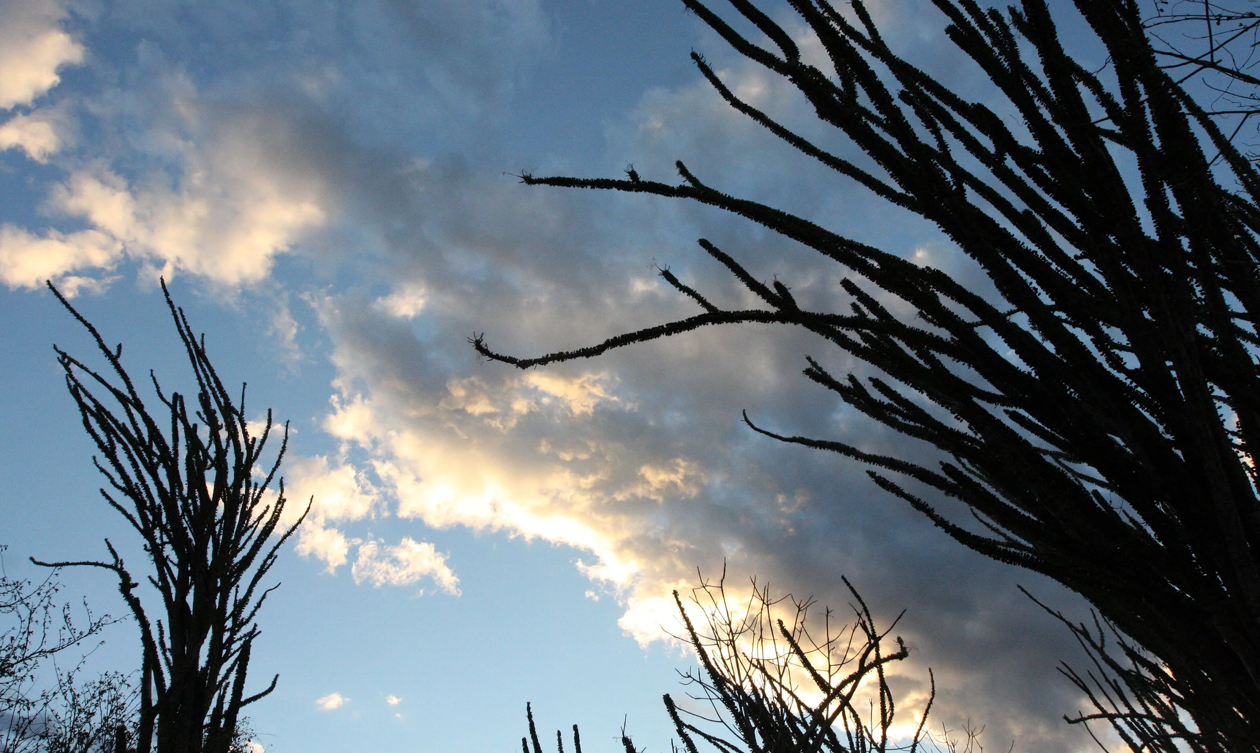 BERENTY RESERVE MADAGASCAR - SUNSET OVER THE SPINY FOREST (10).JPG