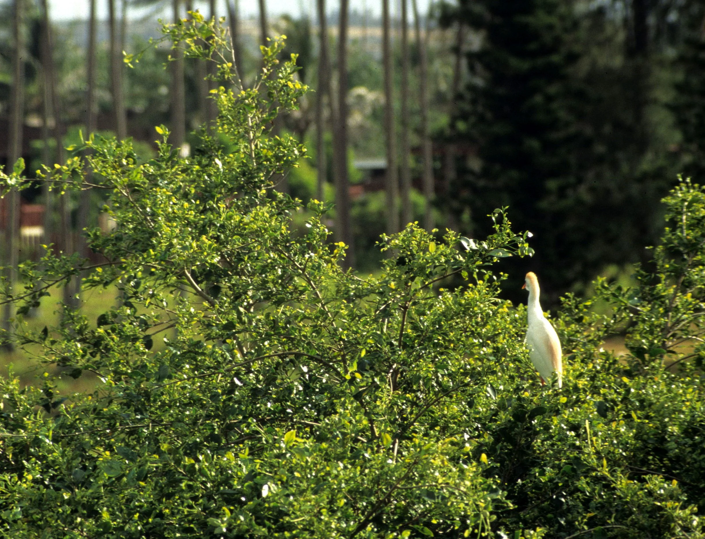 BIRD - EGRET - CATTLE EGRET - BUBULCUS IBIS.jpg