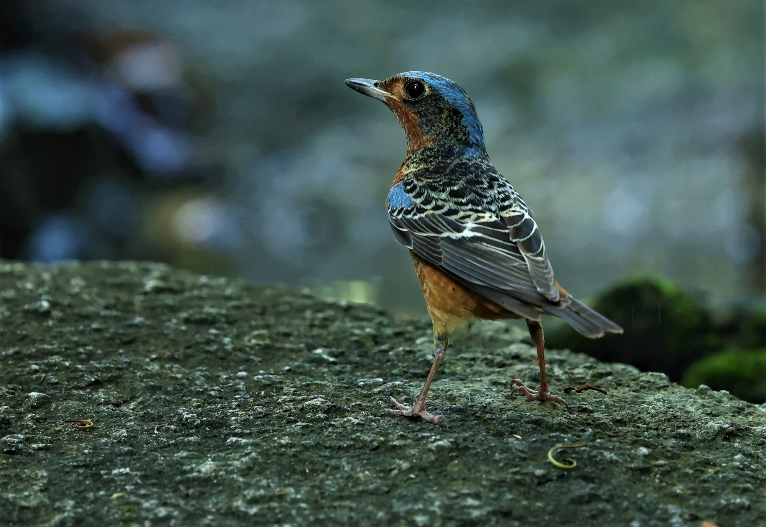 ROCK-THRUSH - WHITE-THROATED ROCK-THRUSH - Monticola gularis - WAT THAM PRATHUM CHONBURI March 2022 (37).jpg