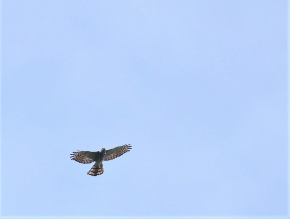 GOSHAWK - CRESTED GOSHAWK - Accipiter trivirgatus - KAENG KRACHAN NATIONAL PARK 16 OCT 2021 (5).jpg