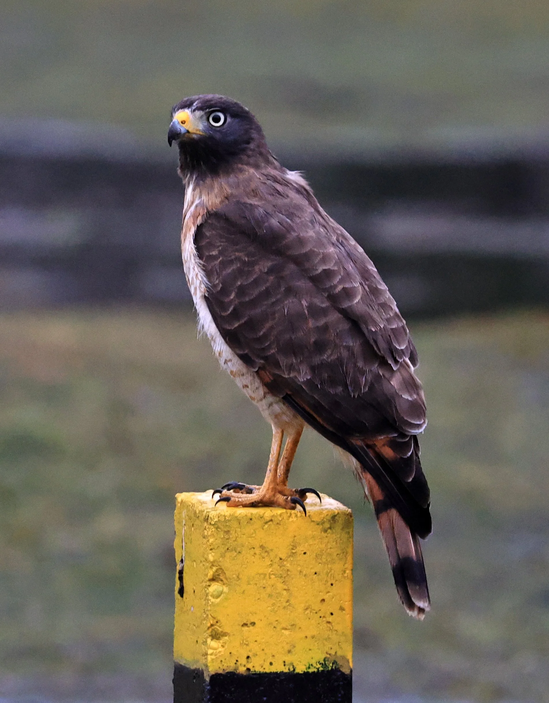 Roadside Hawk (Rupornis magnirostris) El Palmar National Park, Entre Rios, Argentina (12).jpg