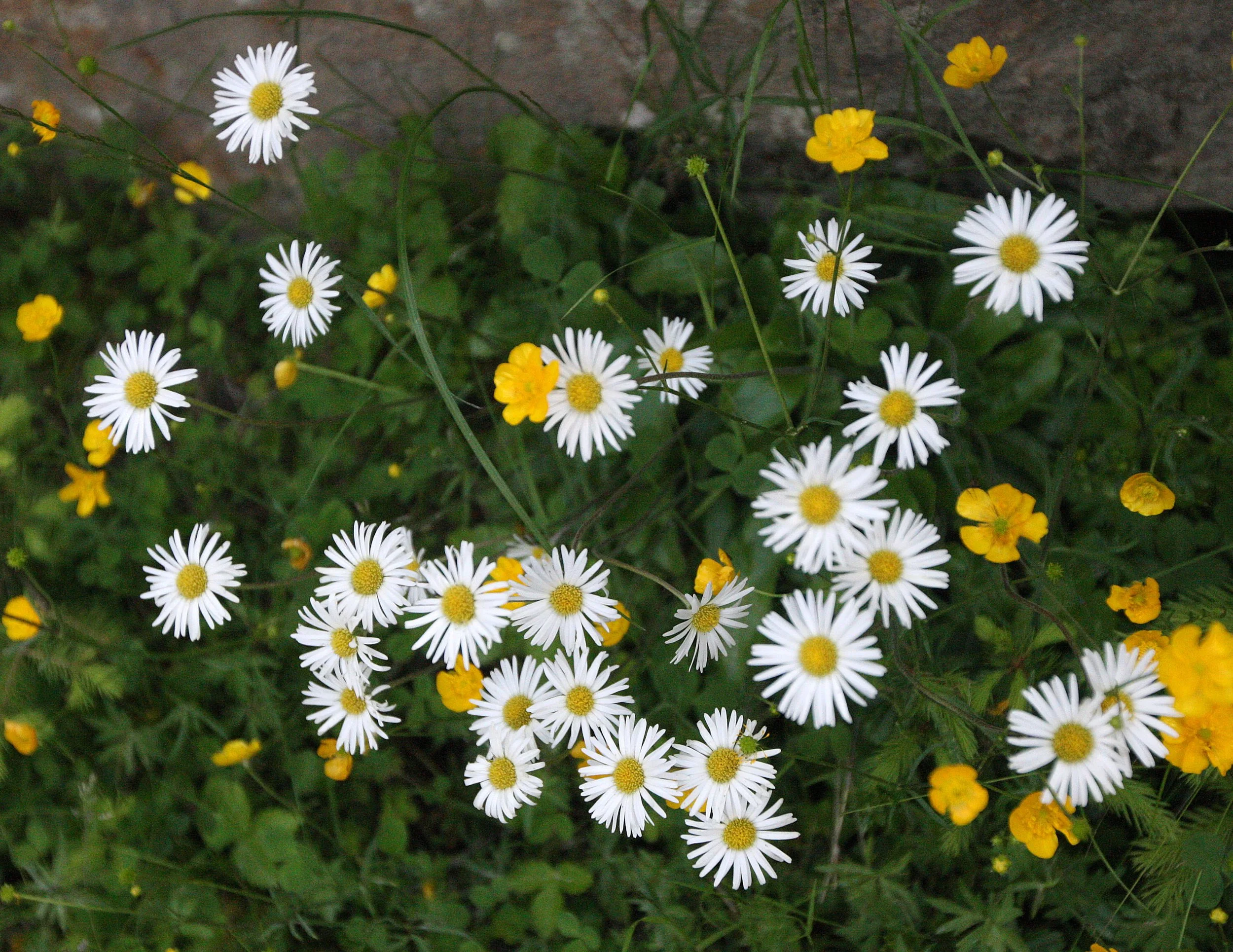 SOLDA ITALY - STELVA NATIONAL PARK (4).JPG