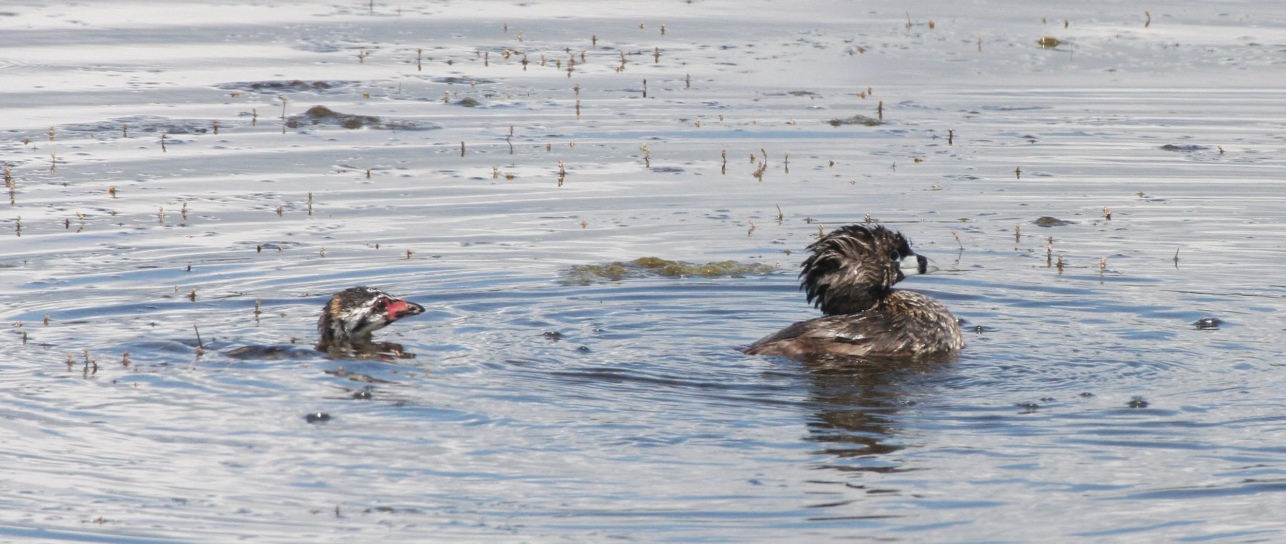 Pied-billed Grebe (Podilymbus podiceps) Ridgefield NWR Washington (26).JPG