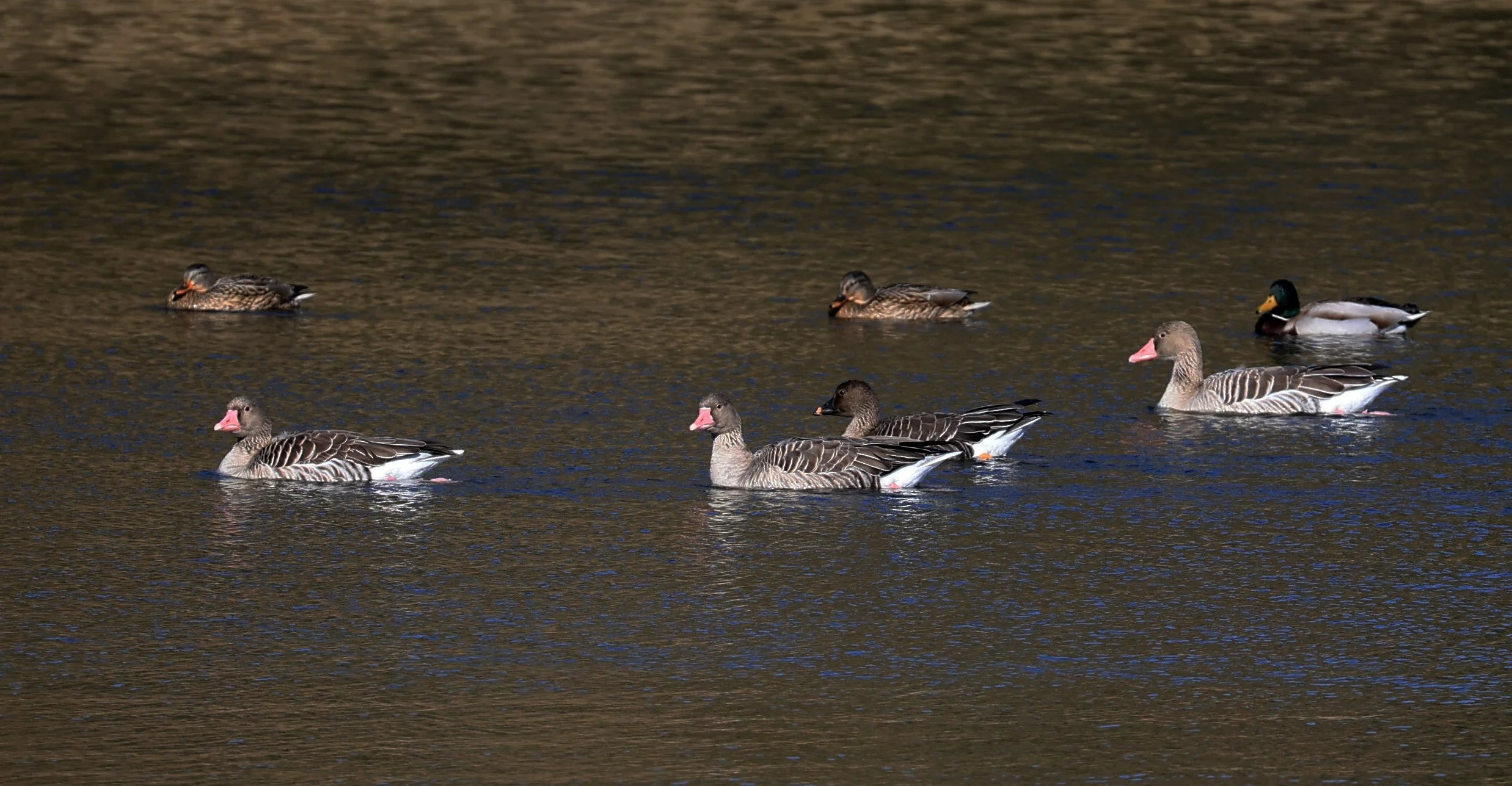 Greylag Goose (Anser anser) & Bean Goose - Shimotonda Sadowaracho Birding Ponds Miyazaki Kyushu Japan (10).jpg