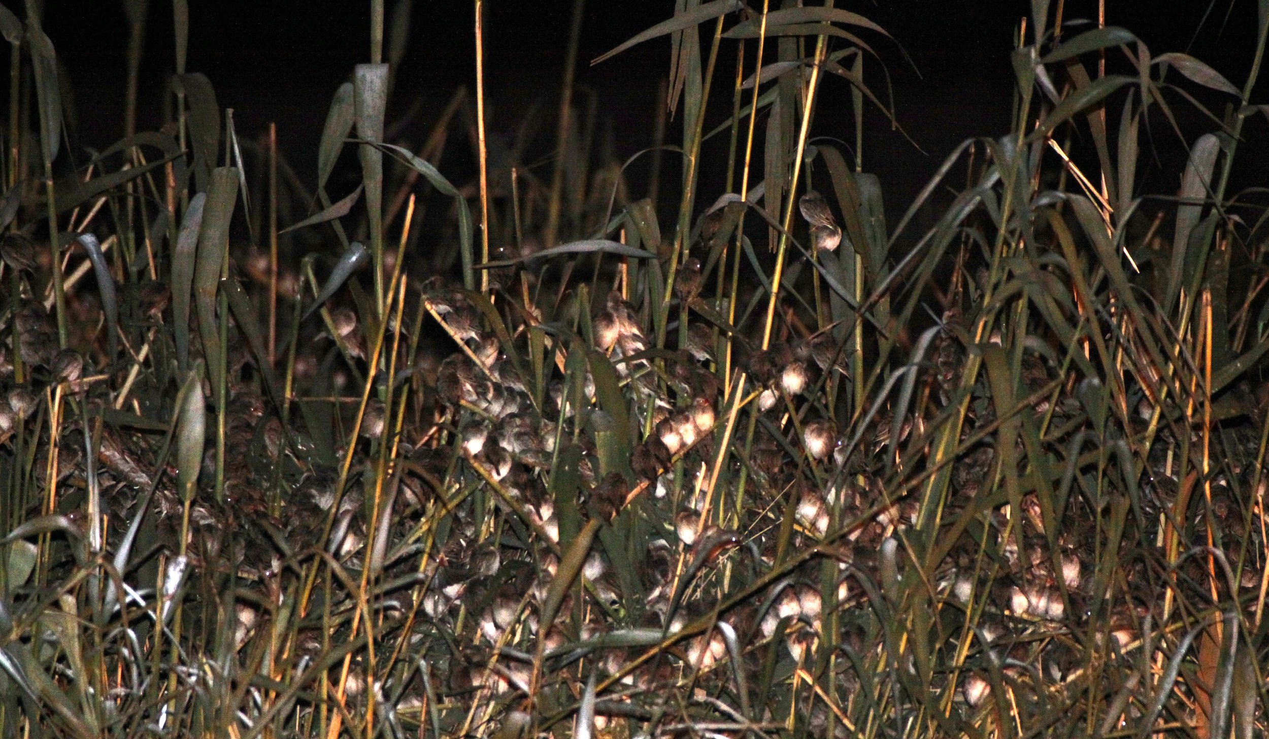 Red-billed Quelea (Quelea quelea) Etosha NP Namibia (19).JPG
