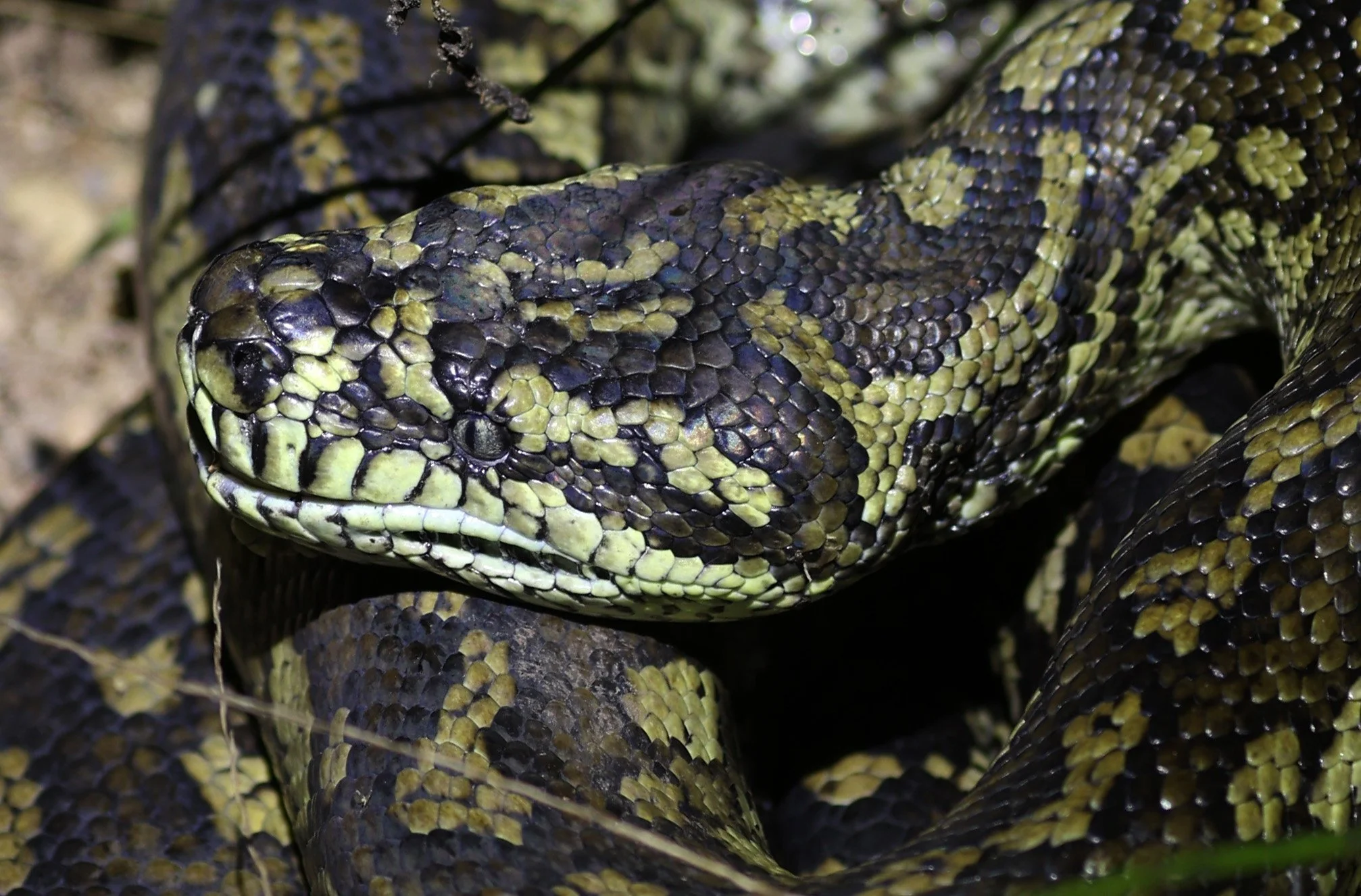 Carpet Python (Morelia spilota) Mount Hypipamee Crater NP & Vicinity - Queensland (12).jpg