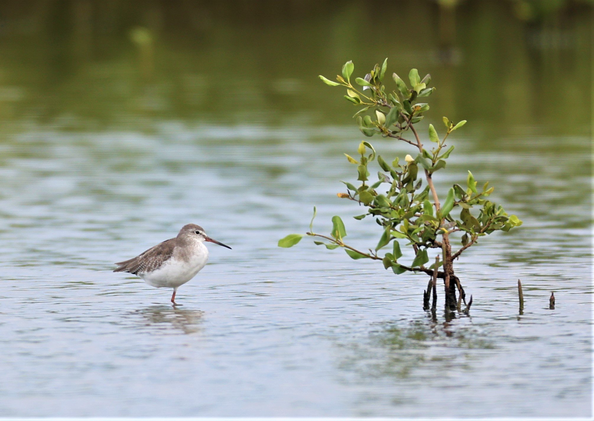 REDSHANK - COMMON REDSHANK - Tringa totanus - BANG PAKONG SALT PANS CHACHOENGSAO WEST OF RIVER (8).jpg