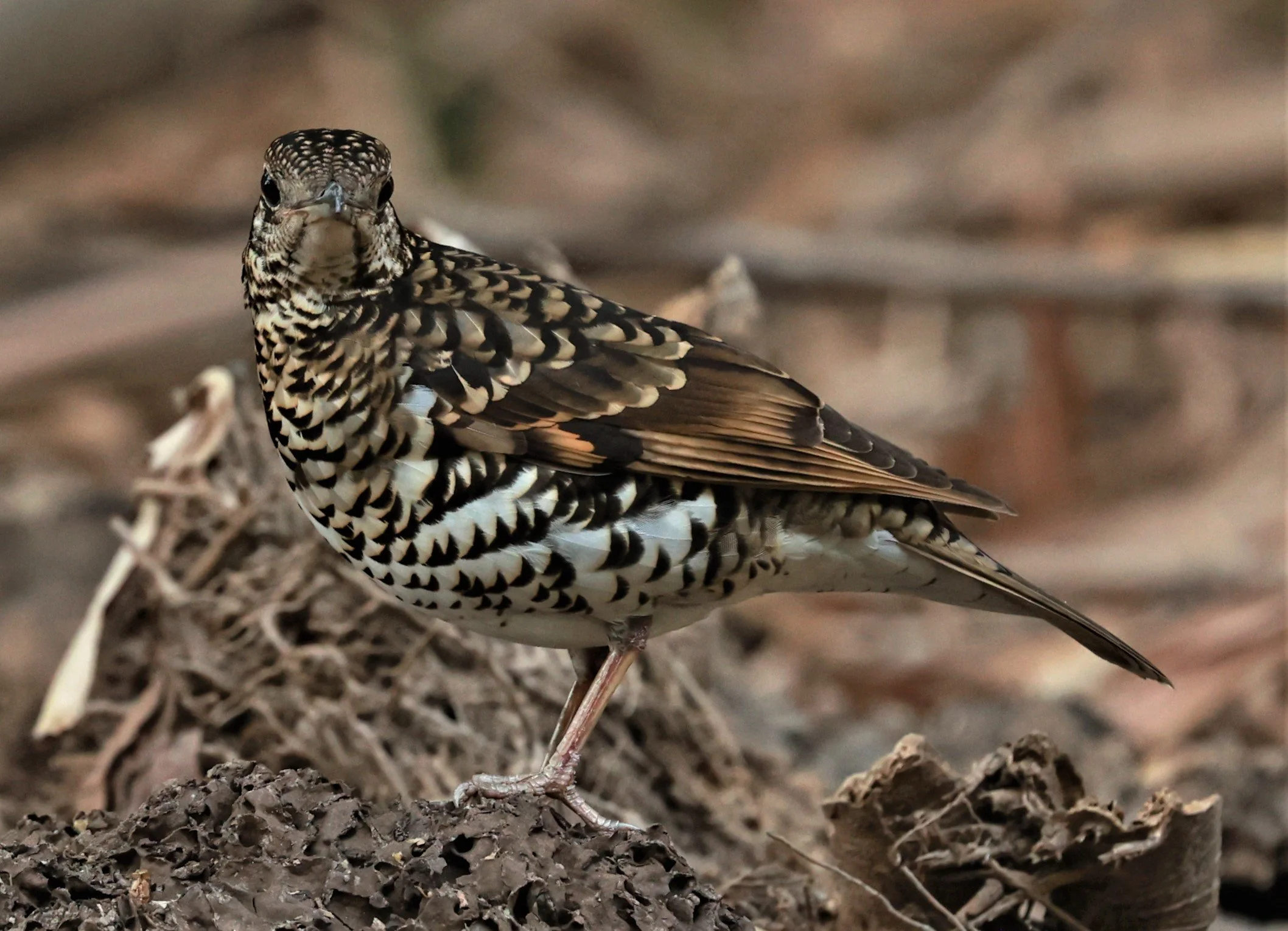 White's Thrush (Zoothera aurea) Putthamonthon Park Nakhon Pathom Thailand (103).jpg