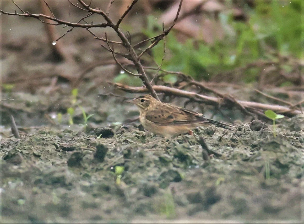 Paddyfield Pipit (Anthus rufulus) NONG YA PLONG PETCHABURI (2).jpg