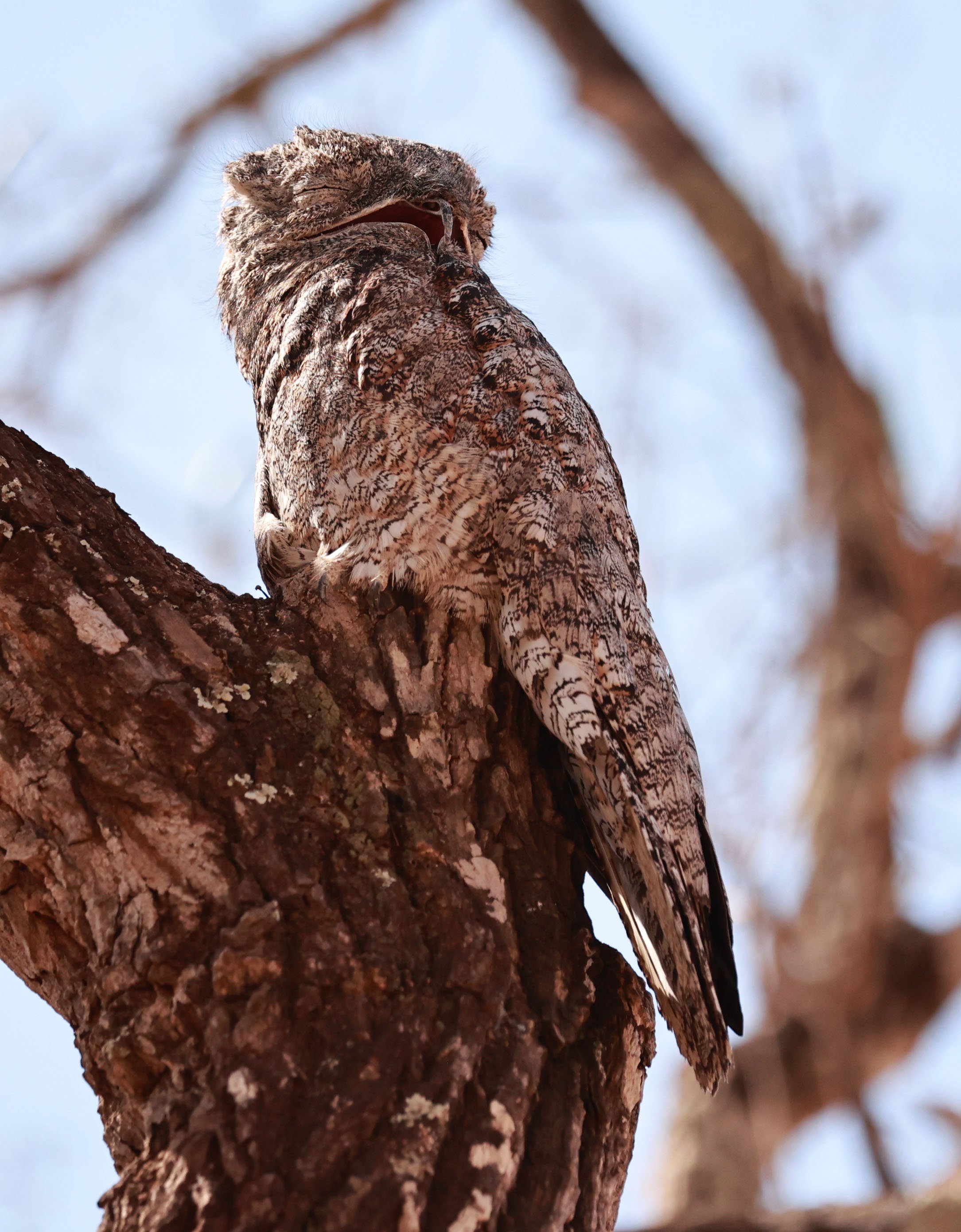 Potoo - Great Potoo - Nyctibius grandis - Porto Alegre Lodge, Pantanal (12).jpg