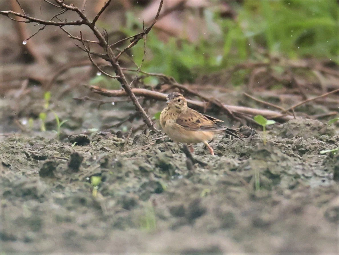 Paddyfield Pipit (Anthus rufulus) NONG YA PLONG PETCHABURI (1).jpg