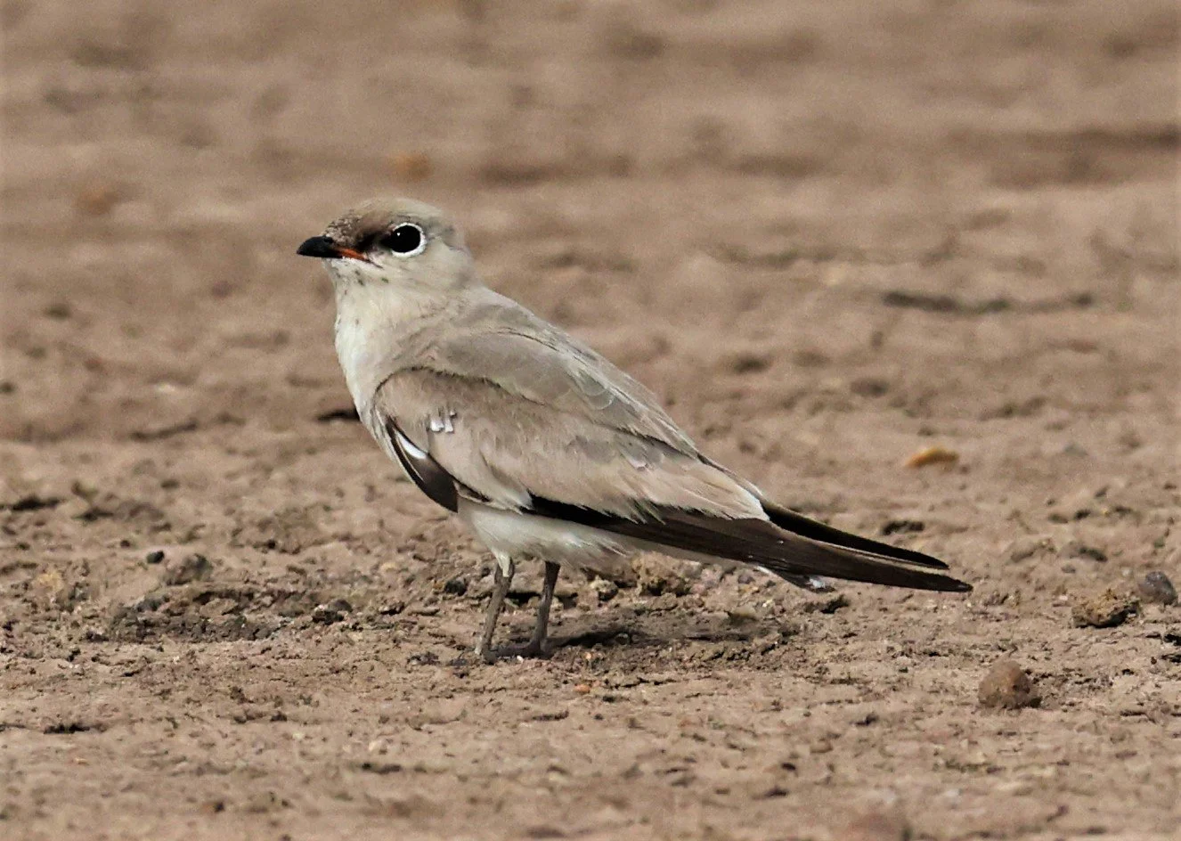 PRATINCOLE - SMALL PRATINCOLE - Glareola lactea - BANG KHAEM NAKHON PATHOM JUNE 3 2022 (56).jpg
