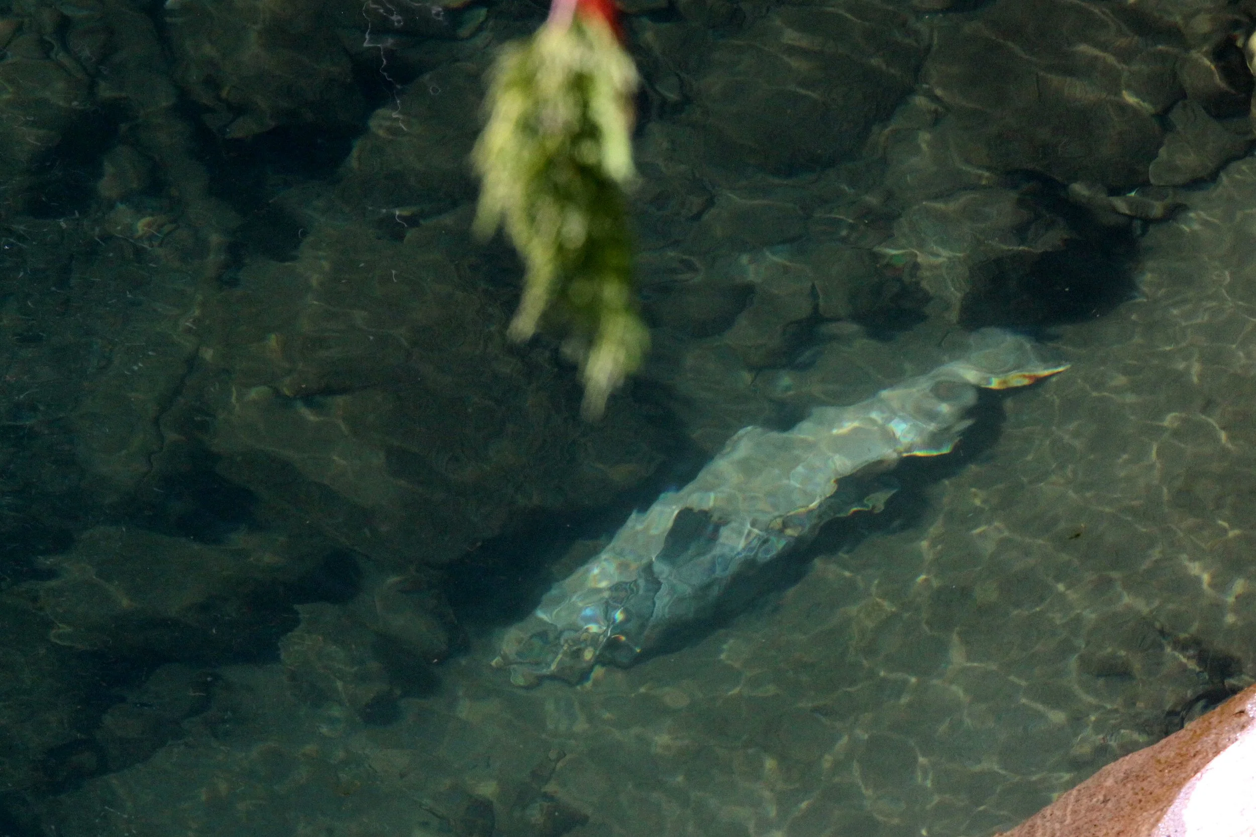 Salmonidae - Oncorhynchus kisutch - Coho Salmon - Elwha River, Olympic Peninsula - Dead corpses after breeding (2).JPG
