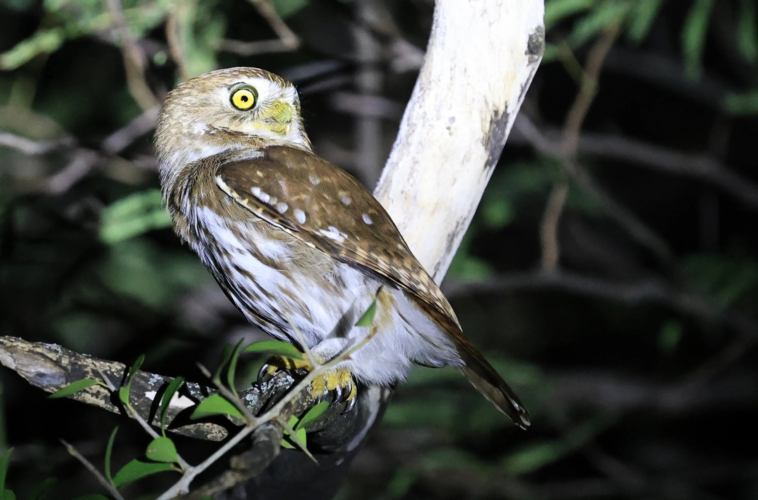 Ferruginous Pygmy-Owl (Glaucidium brasilianum) Reserva Nueland  Selva Serena (41).jpg