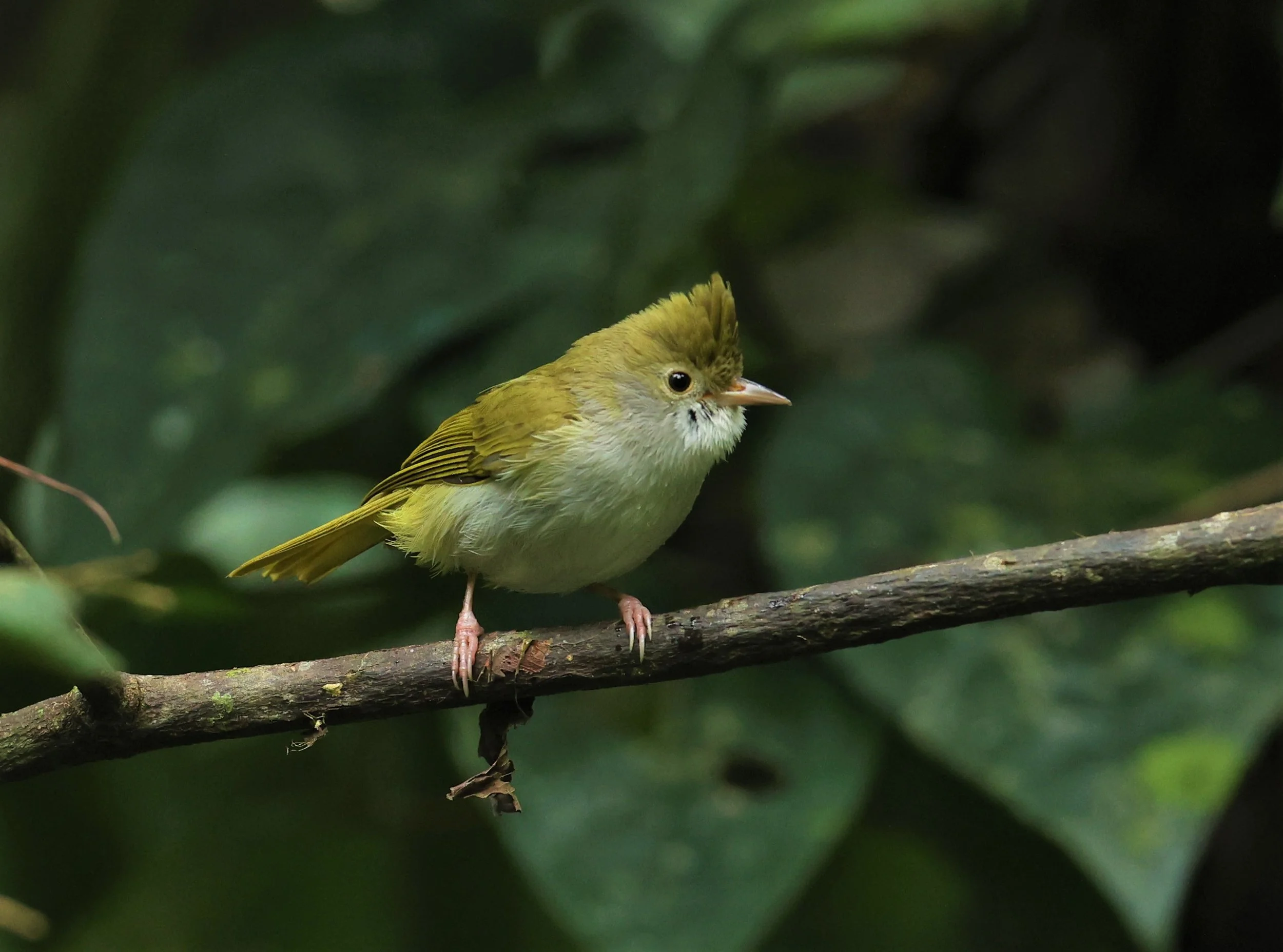 White-bellied Erpornis (Erpornis zantholeuca) Doi Inthanon NP Chiang Mai Thailand (17).JPG