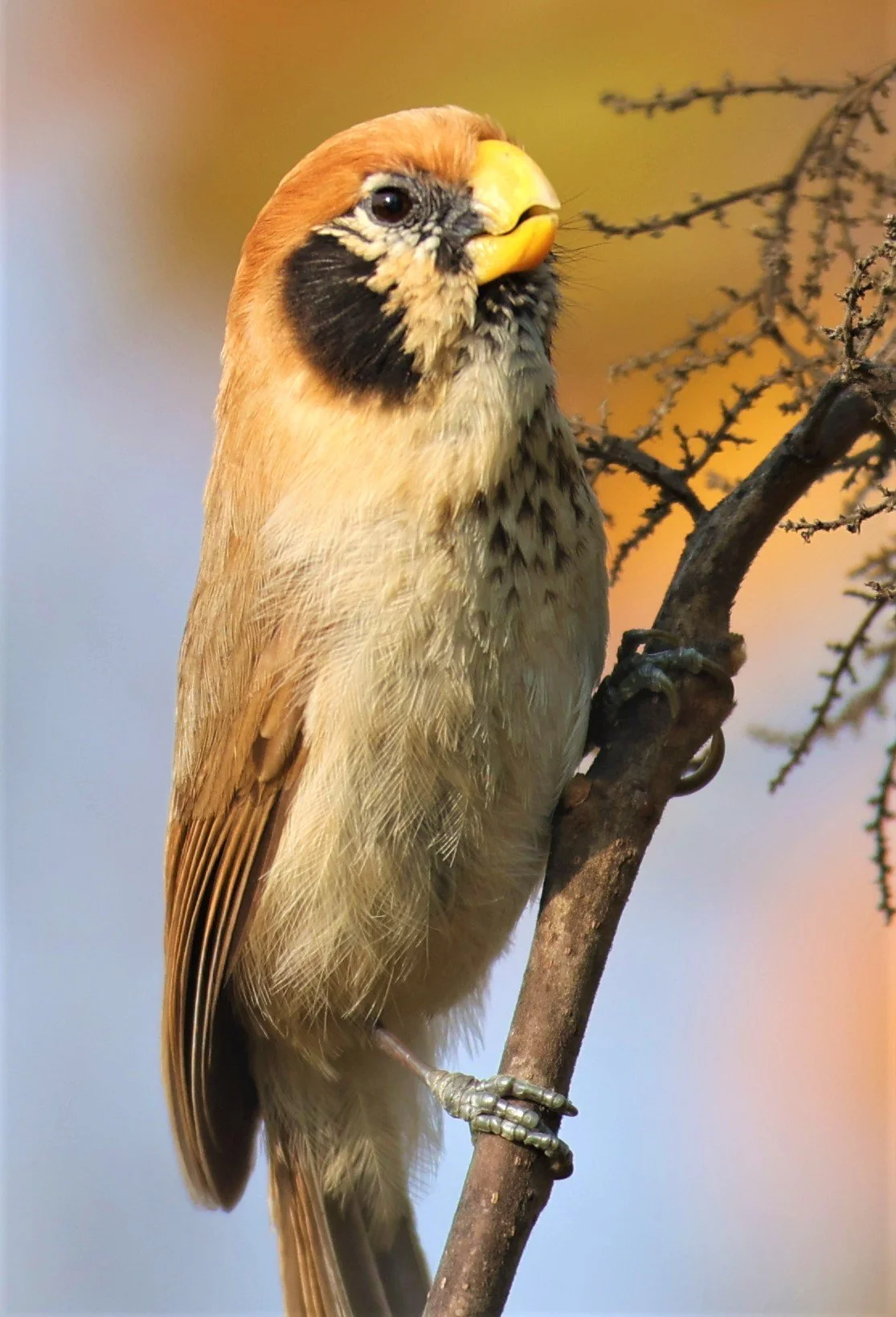 PARROTBILL - SPOT-BREASTED PARROTBILL - Paradoxornis guttaticollis - DOI SAN JU (DOI LANG WEST) FEB 2022 (23).jpg