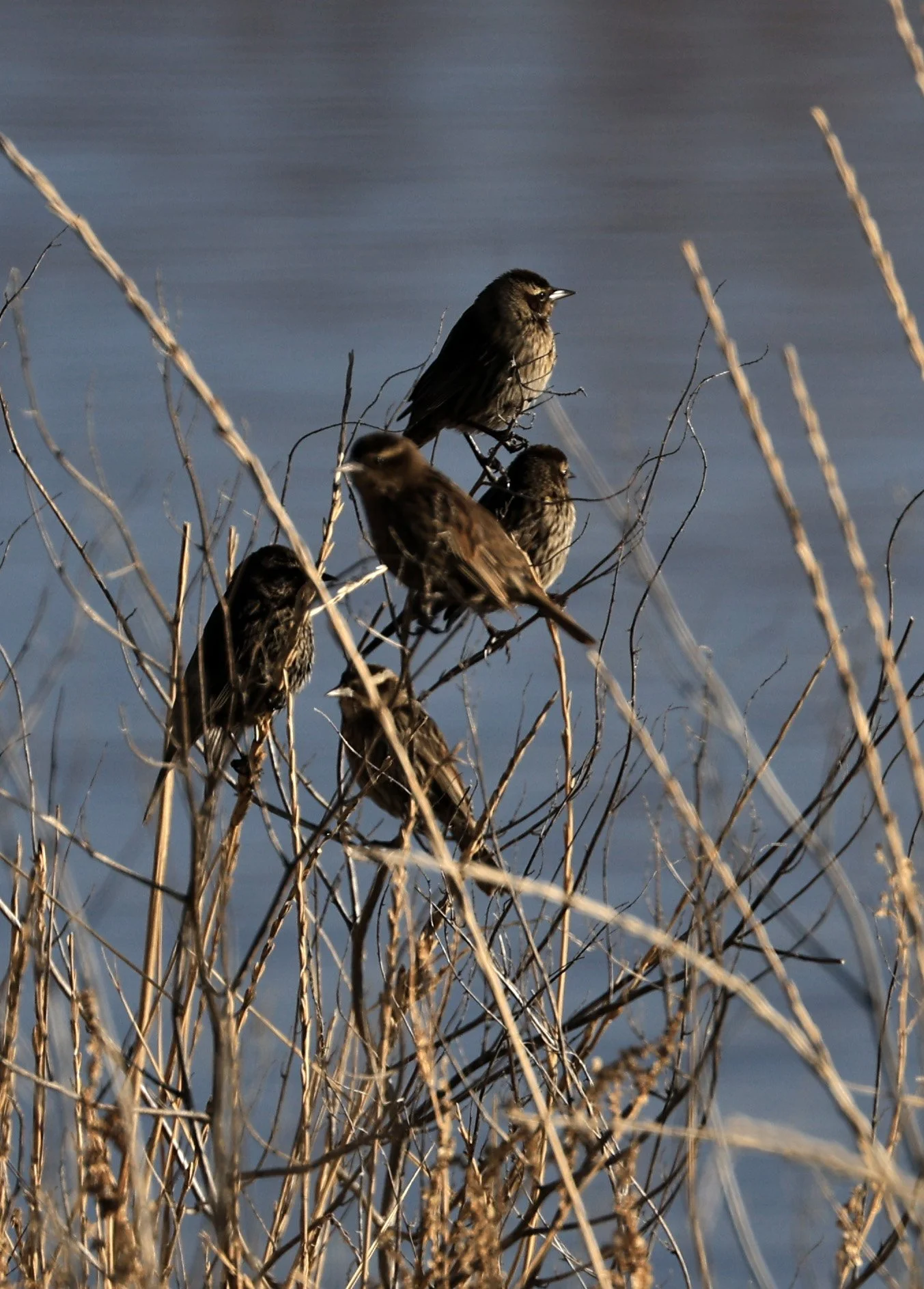 Yellow-winged Blackbirds (Agelasticus thilius) Lagunas del Ornitólogo, Trelew Argentina (2).jpg