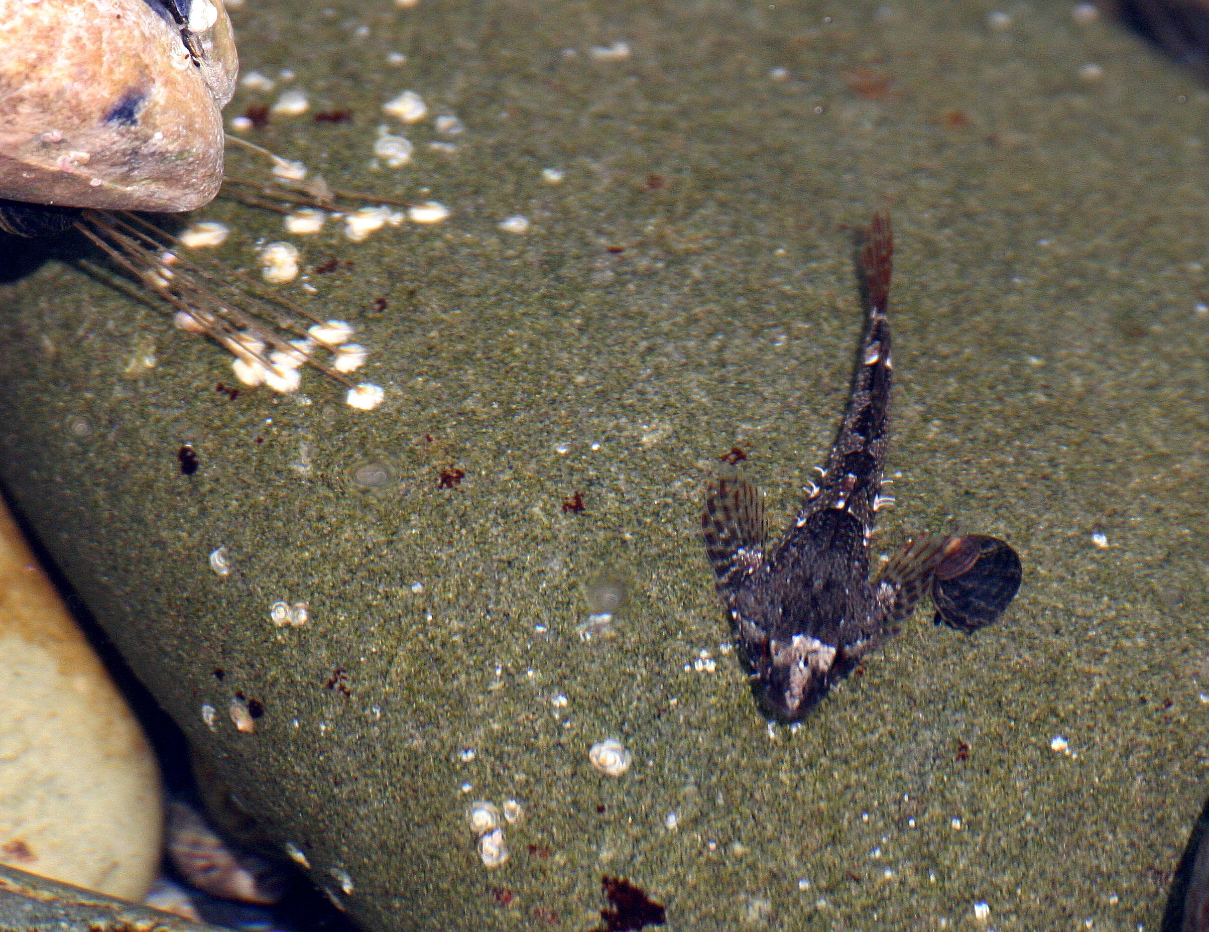 FISH - SCULPIN - TIDE POOL SCULPIN - TONGUE POINT SALT CREEK WA.JPG