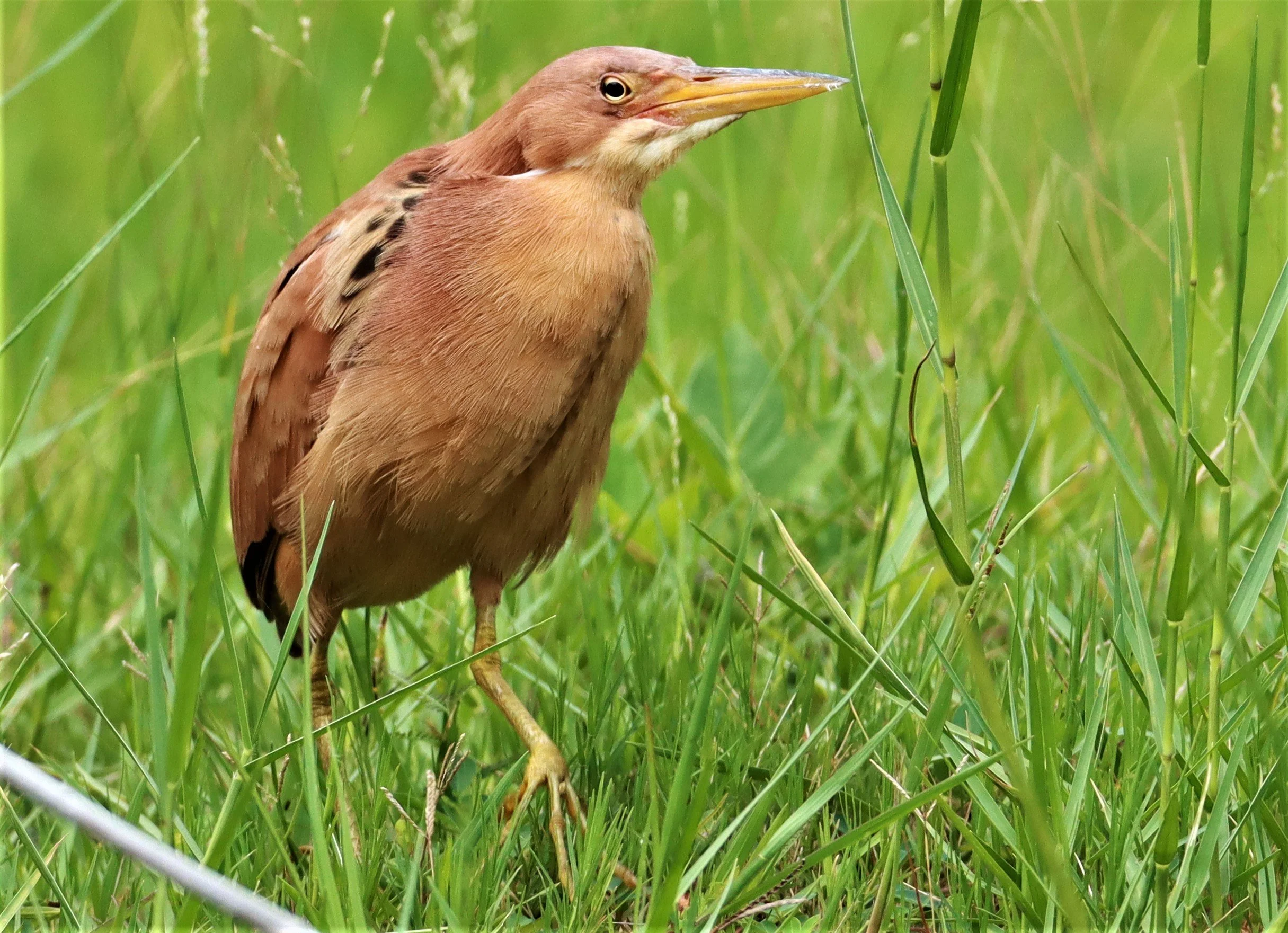 BITTERN - CINNAMON BITTERN (CHESTNUT BITTERN) - Ixobrychus cinnamomeus - BURIRAM HUAI CHORAKHE MAK (53).jpg