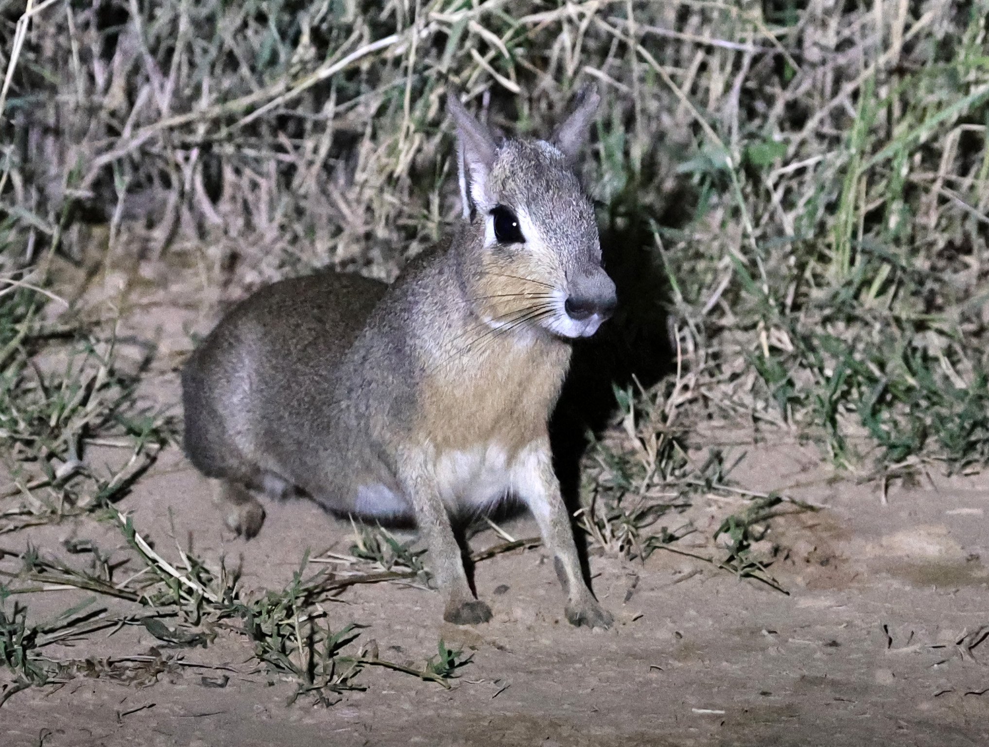 Chacoan Mara (Dolichotis salinicola) Hotel Campestre Iparoma Paraguay (5).jpg