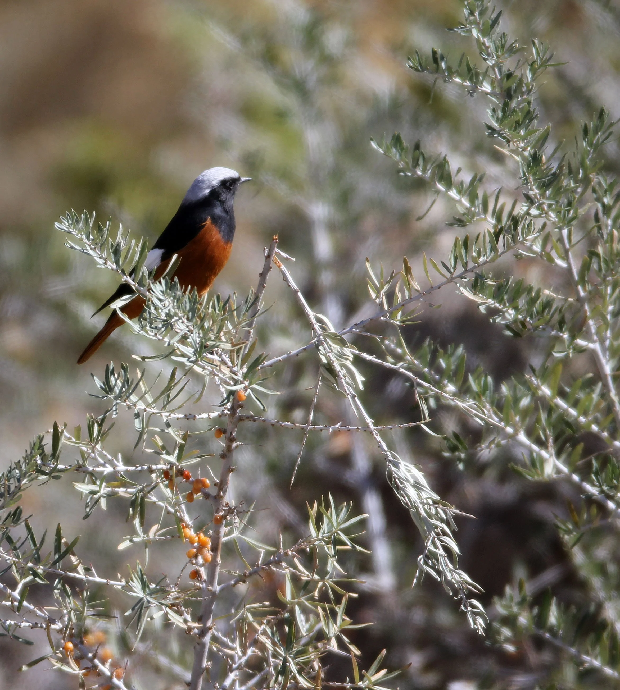 BIRD - REDSTART - WHITE-WINGED REDSTART - HEMIS NATIONAL PARK - LADAKH INDIA - JAMMU & KASHMIR NEAR LEH (3).JPG
