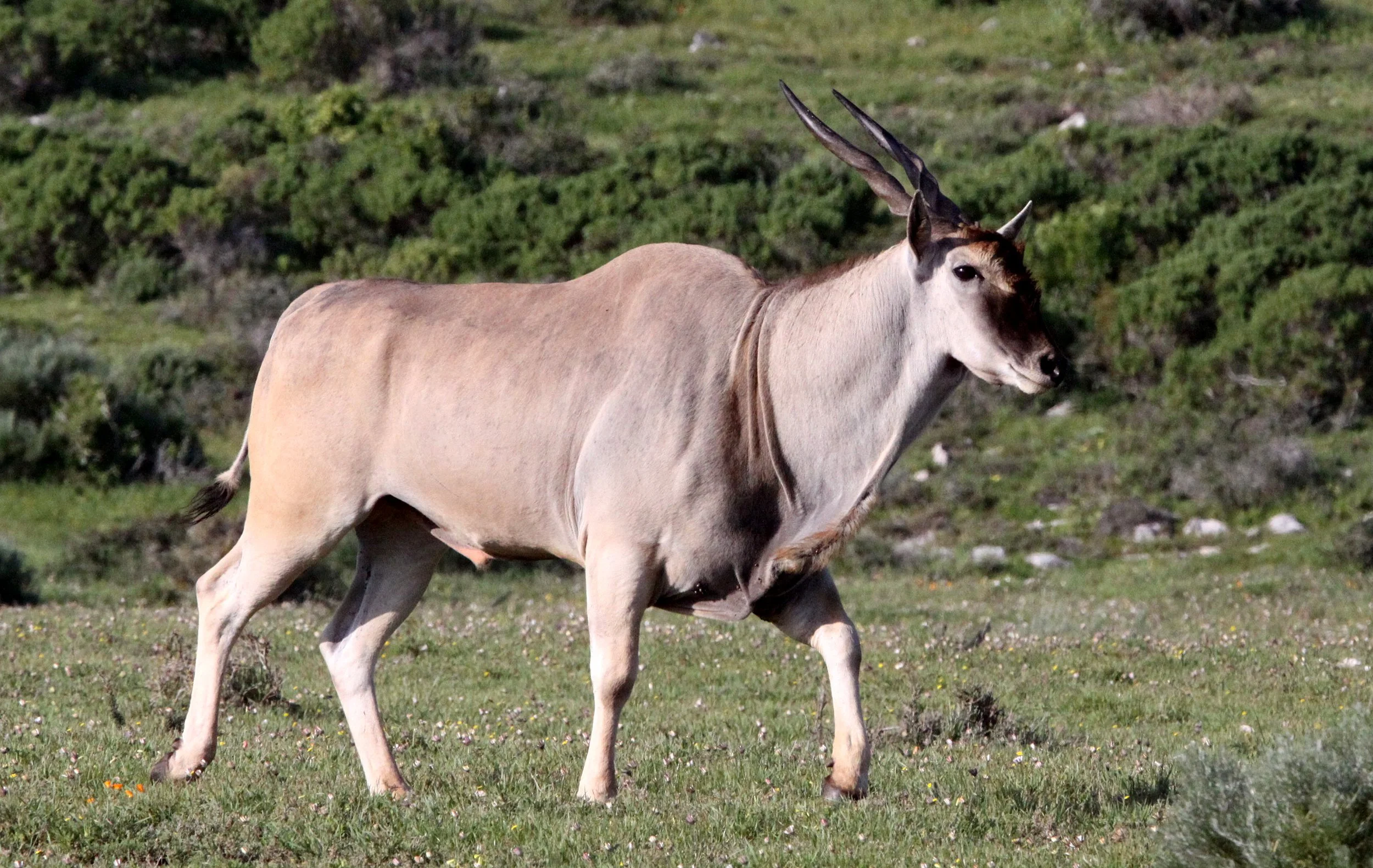 ELAND - CAPE ELAND - Taurotragus oryx oryx - WEST COAST NATIONAL PARK SOUTH AFRICA (8).JPG