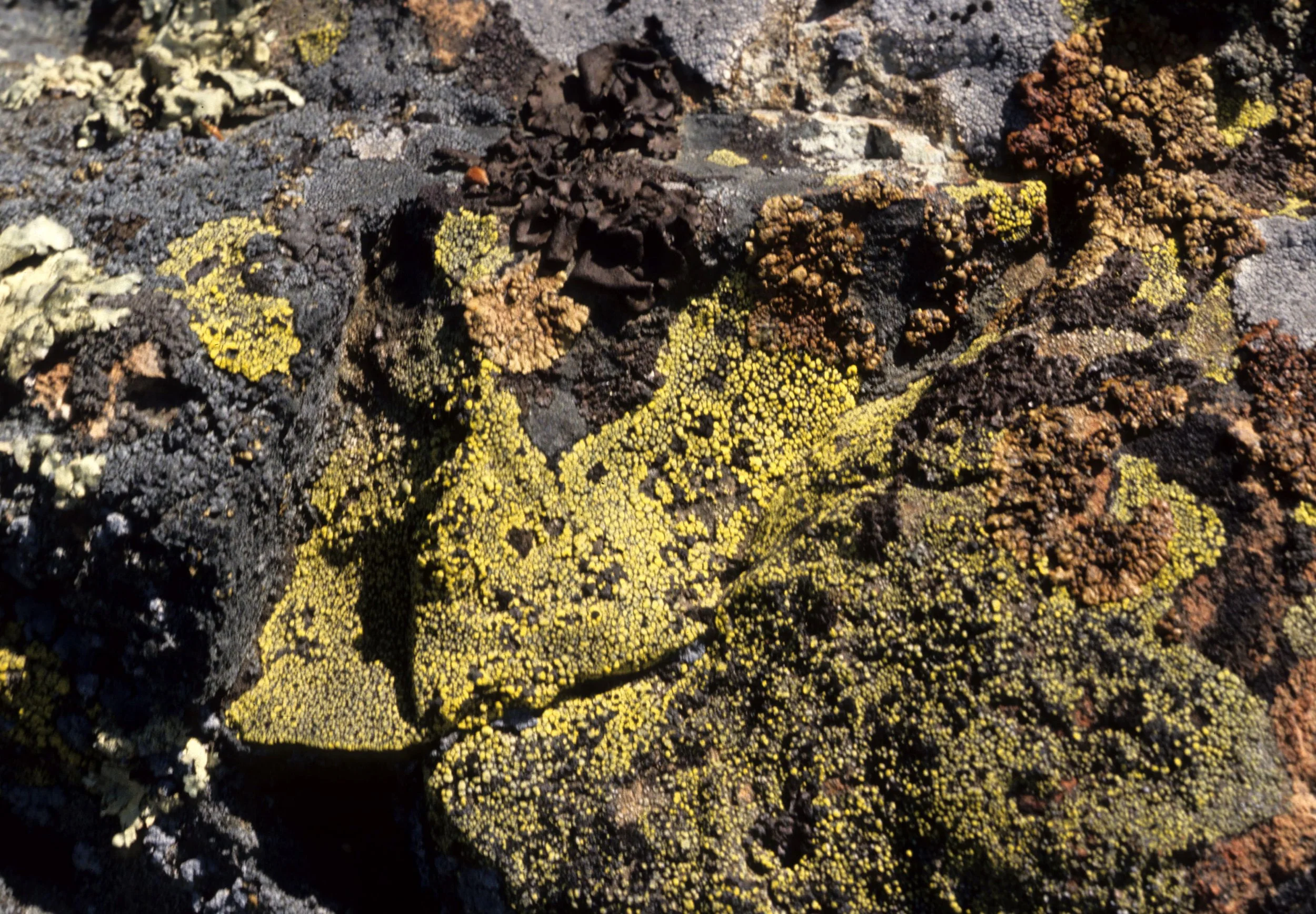 AMERICAN RIVER - LICHEN - CRUSTOSE.jpg
