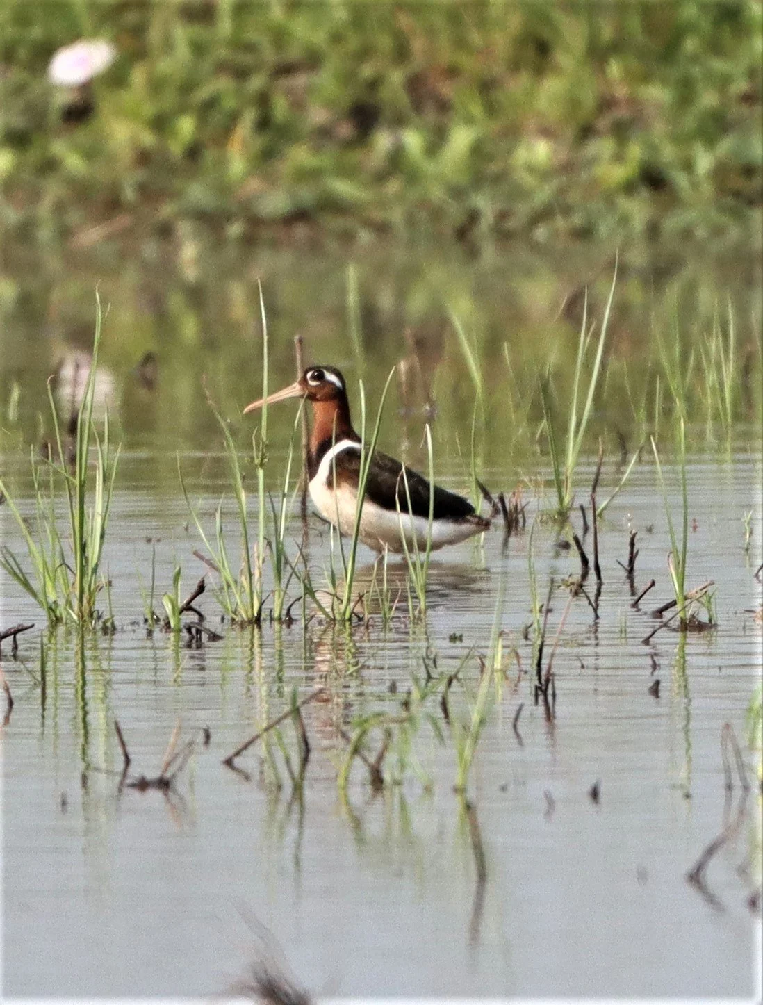 SNIPE - GREATER PAINTED SNIPE - Rostratula benghalensis - PATHUM THANI RICE RESE (75).JPG