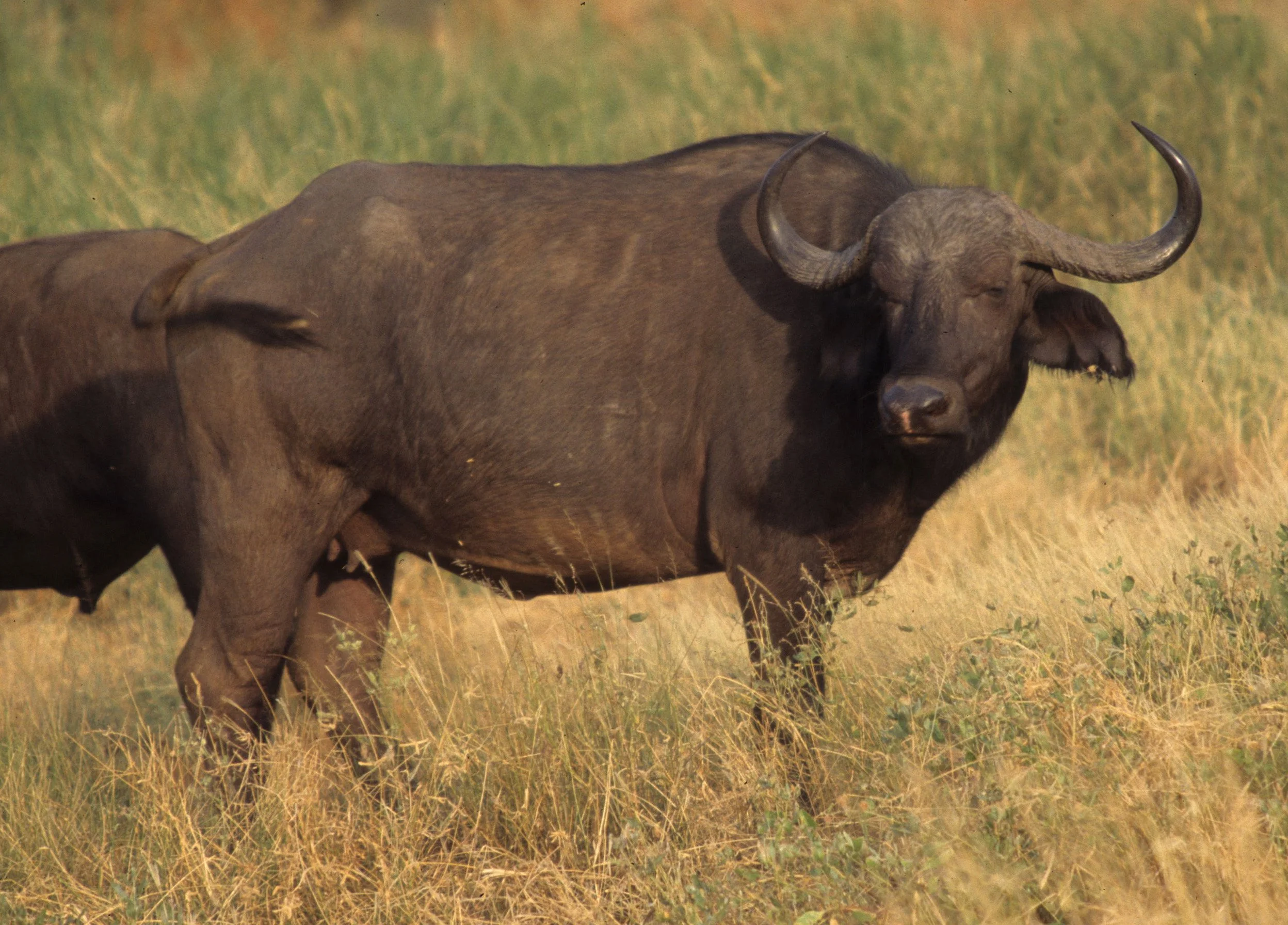 BOVID - CAPE BUFFALO-UGANDA (15).jpg